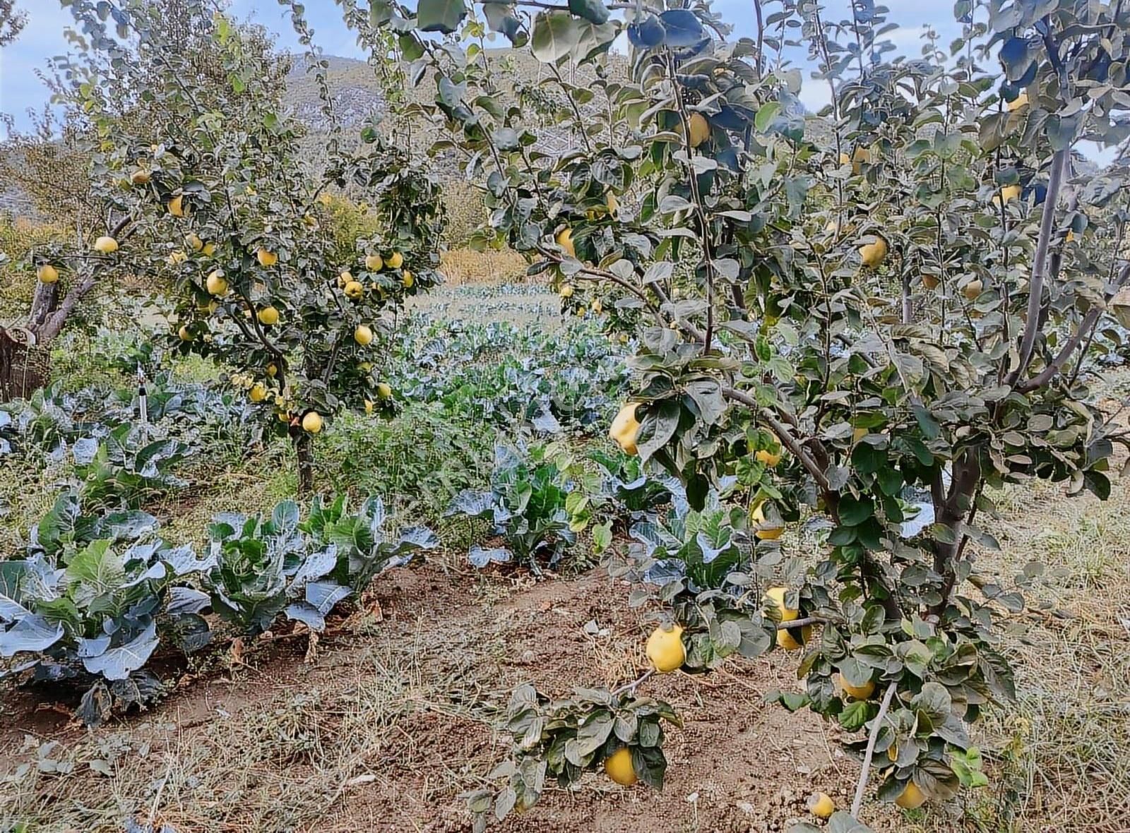 Kestel Narlıdere De Yola Cephe Satılık Meyve Bahçesi - Görsel 13