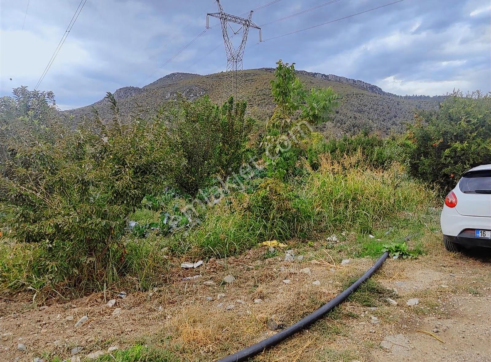 Kestel Narlıdere De Yola Cephe Satılık Meyve Bahçesi - Görsel 4