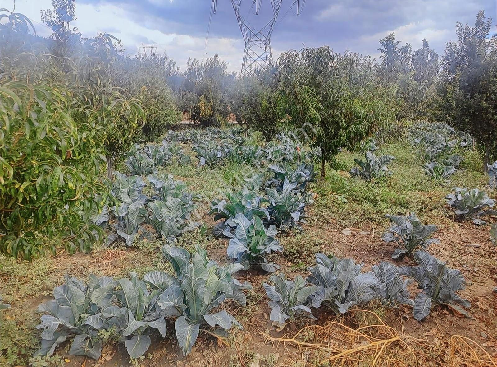 Kestel Narlıdere De Yola Cephe Satılık Meyve Bahçesi - Görsel 11