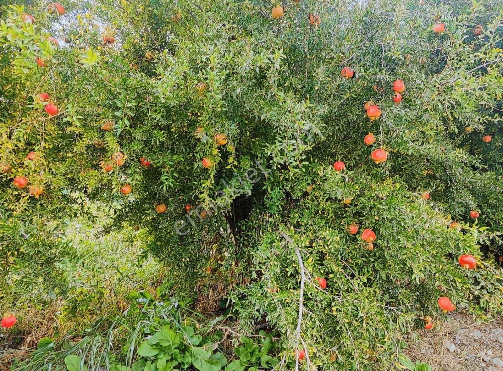 Kestel Narlıdere De Yola Cephe Satılık Meyve Bahçesi - Görsel 7