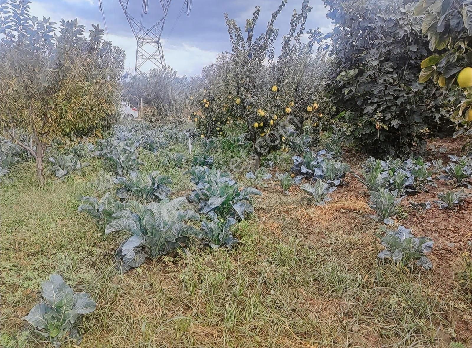 Kestel Narlıdere De Yola Cephe Satılık Meyve Bahçesi - Görsel 6