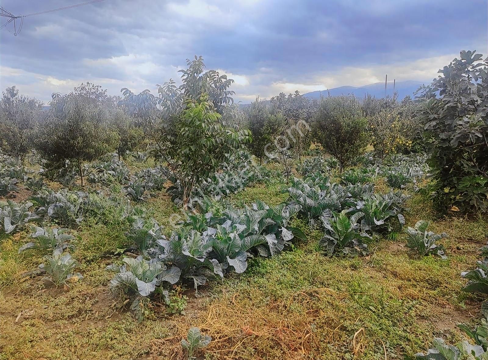 Kestel Narlıdere De Yola Cephe Satılık Meyve Bahçesi - Görsel 12