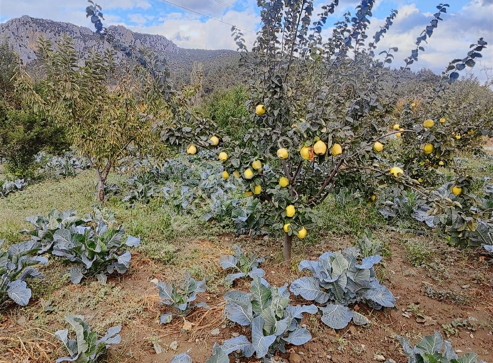 Kestel Narlıdere De Yola Cephe Satılık Meyve Bahçesi - Görsel 5