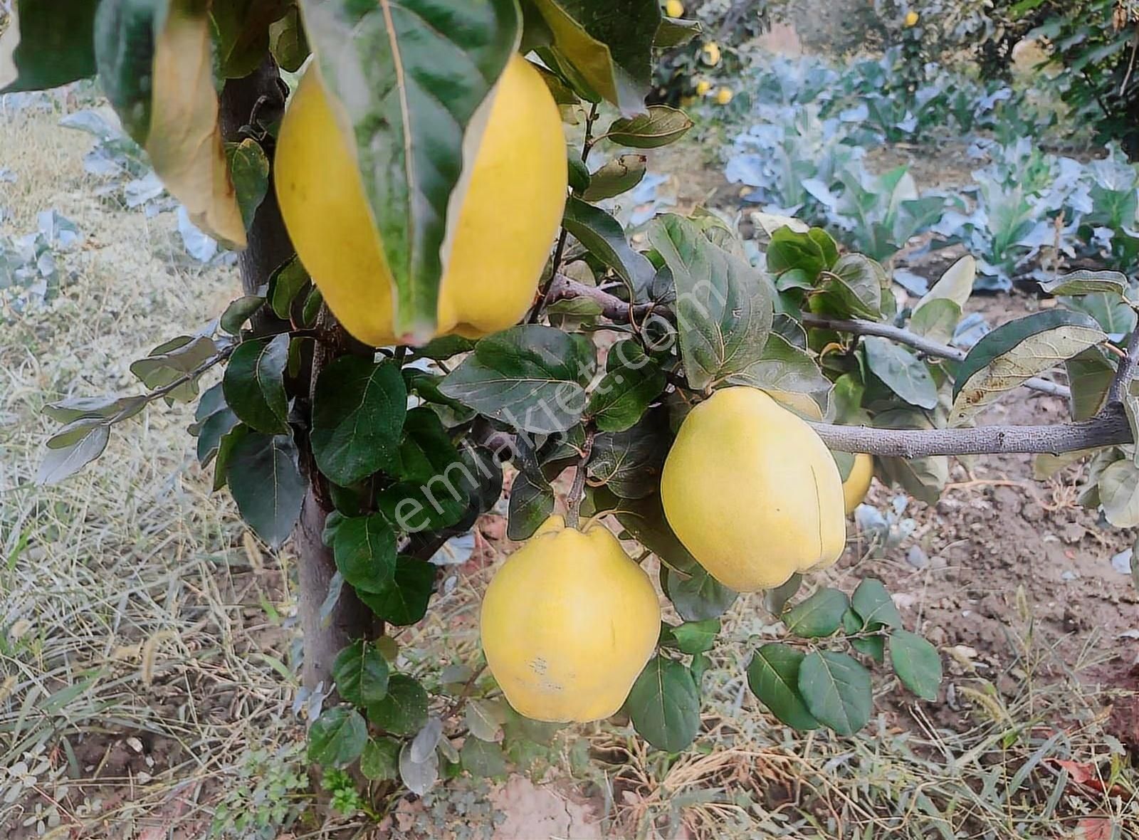 Kestel Narlıdere De Yola Cephe Satılık Meyve Bahçesi - Görsel 8