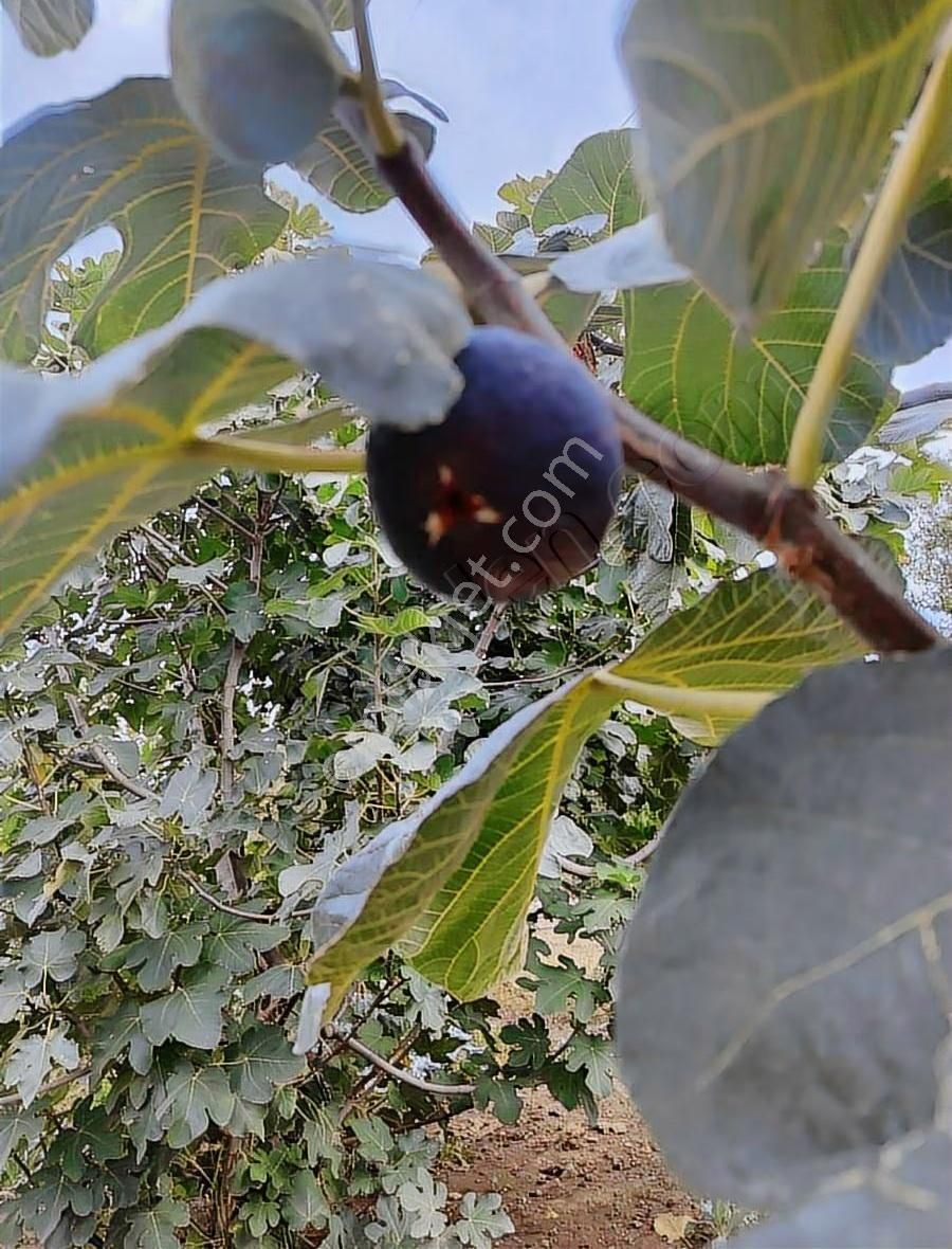 Kestel Narlıdere De Yola Cephe Satılık Meyve Bahçesi - Görsel 10