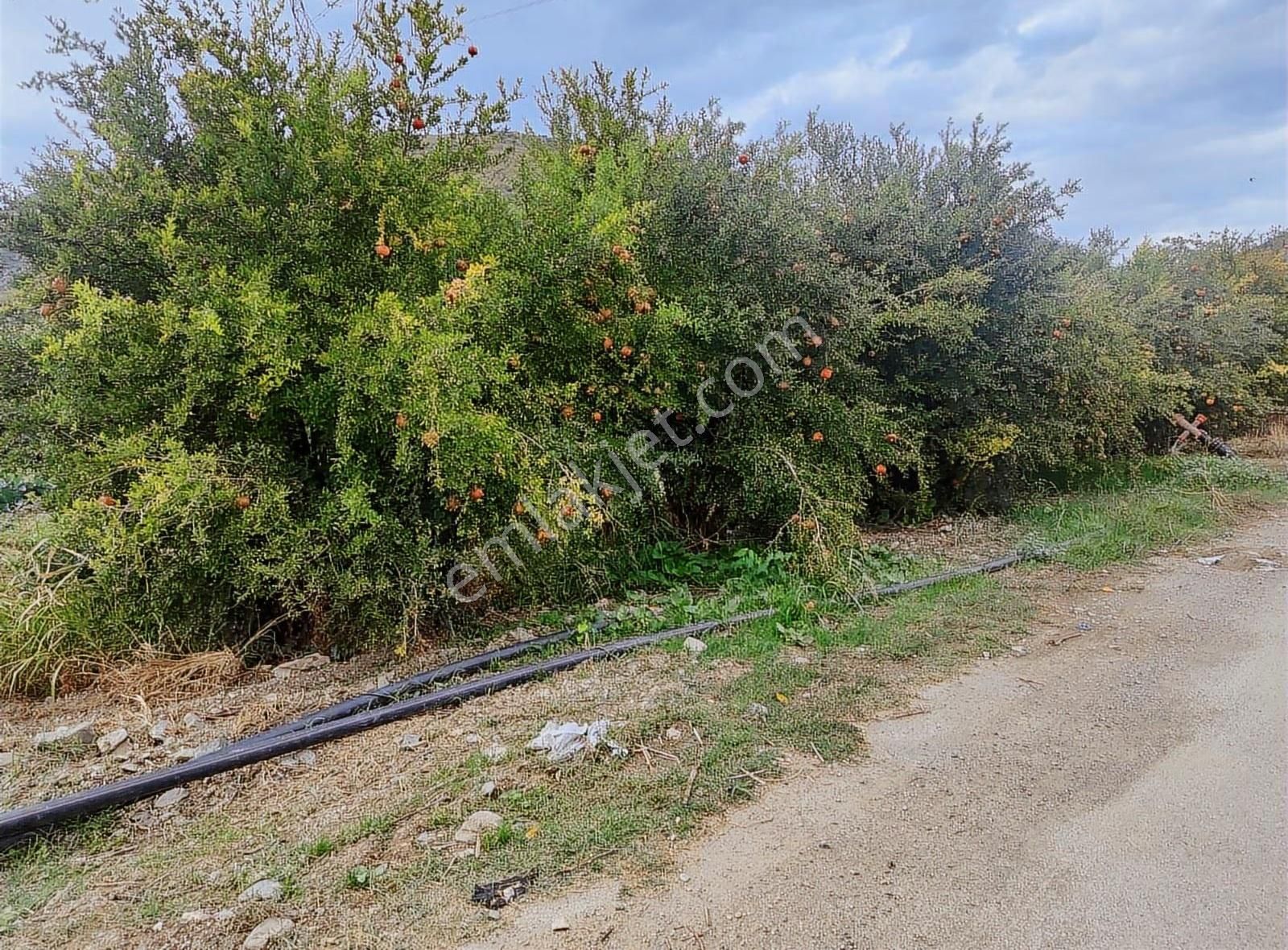 Kestel Narlıdere De Yola Cephe Satılık Meyve Bahçesi