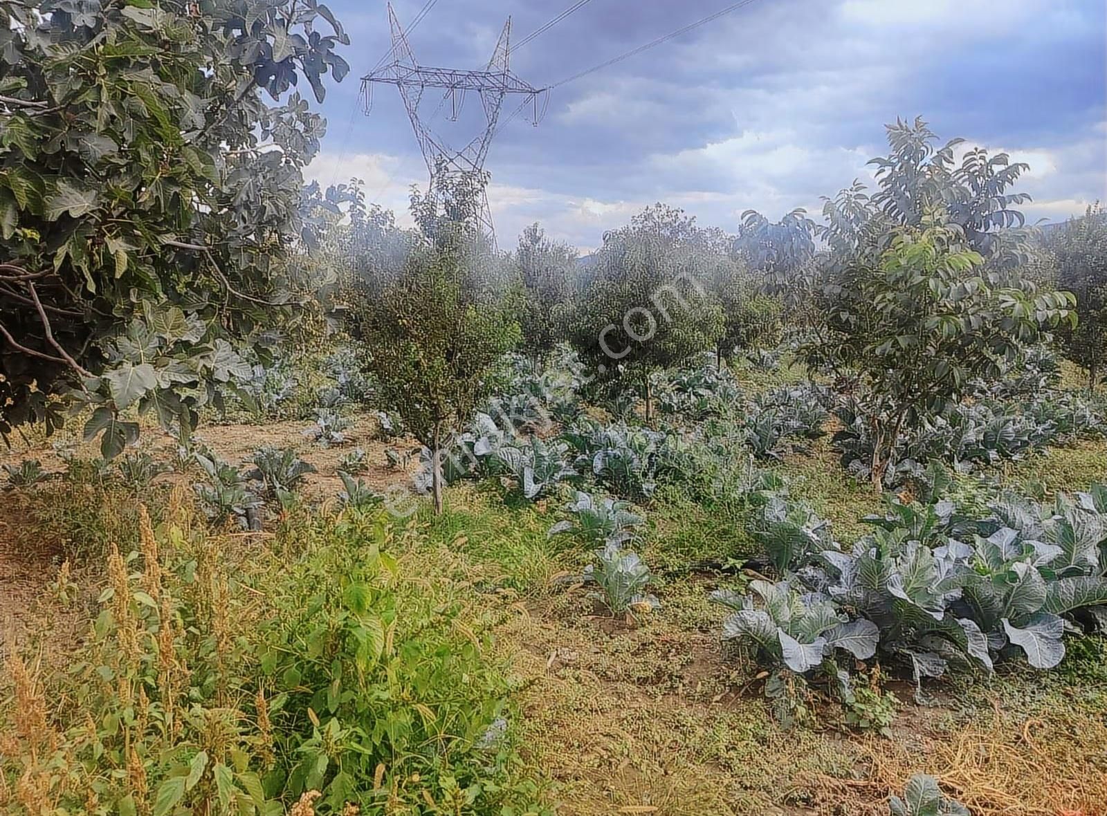 Kestel Narlıdere De Yola Cephe Satılık Meyve Bahçesi - Görsel 9