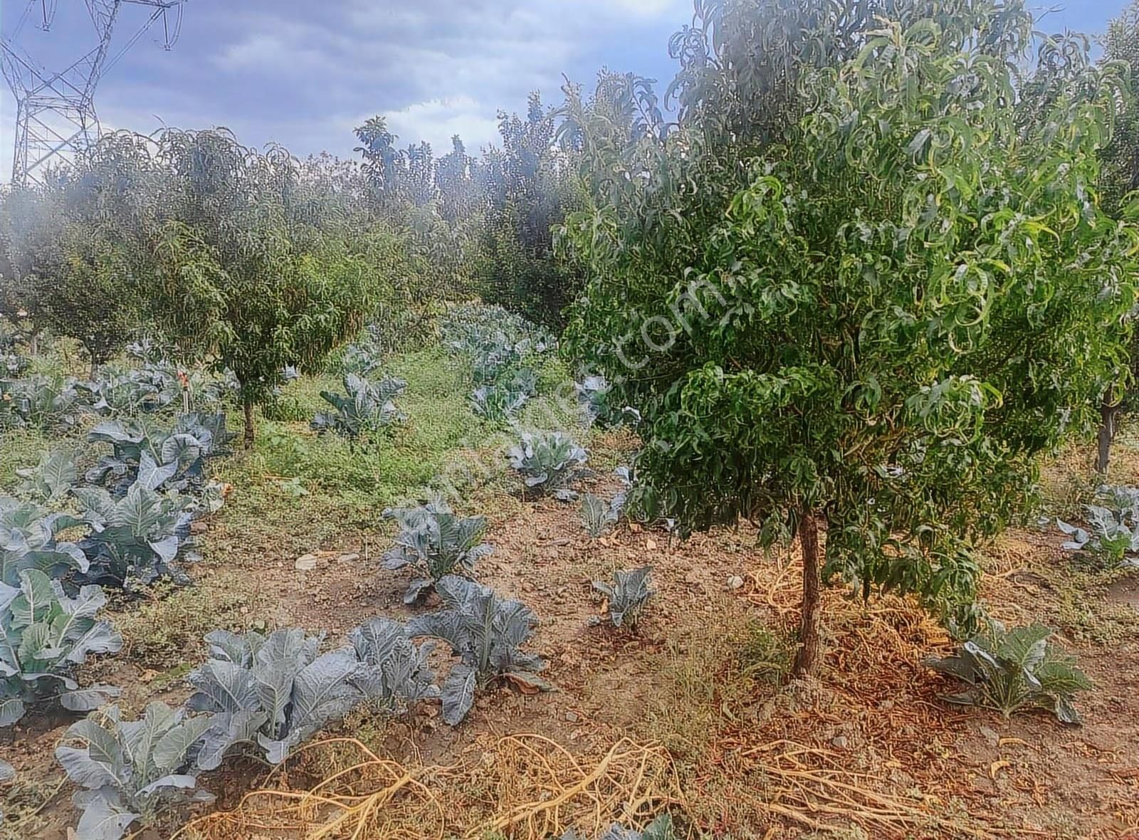Kestel Narlıdere De Yola Cephe Satılık Meyve Bahçesi - Görsel 3