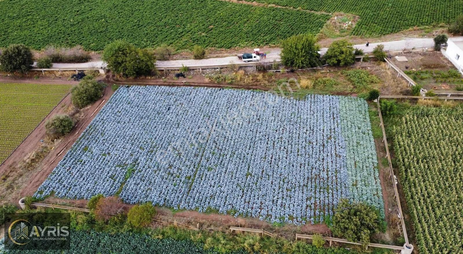 İzmir Menemen Hatundere Satılık 2 Adet Tek Fiyat Tarla