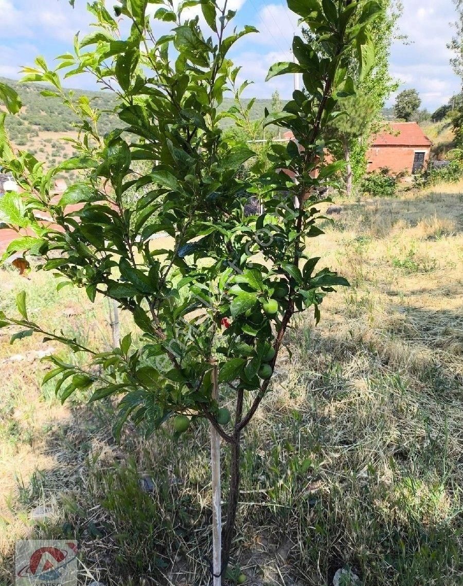 Manisa Yunusemre Mh Recepli Köyü Avlulu 2+1 Taş Ev - Görsel 6