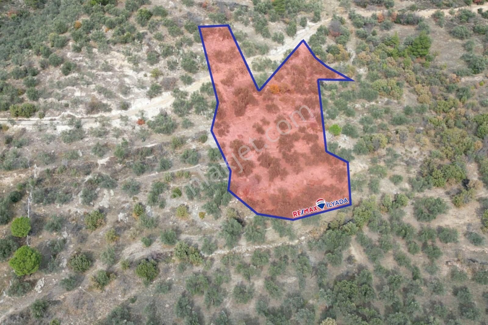 Dikili Kıroba Mahallesinde Satılık Yatırımlık Zeytinlik.