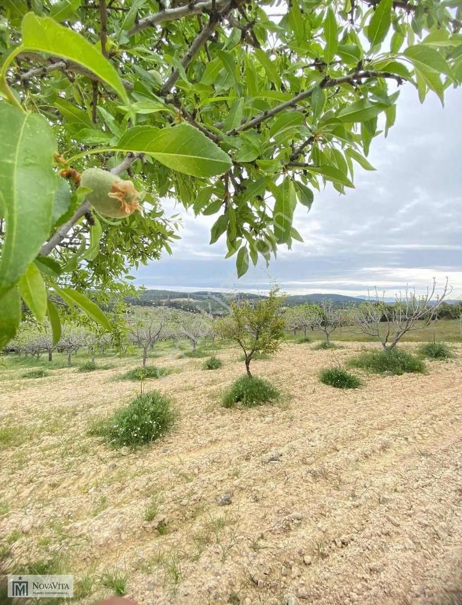 İzmir Buca Doğancılar Köyü 8500.m2 240 Ad. Ağaçlı Satılık Tarla - Görsel 9