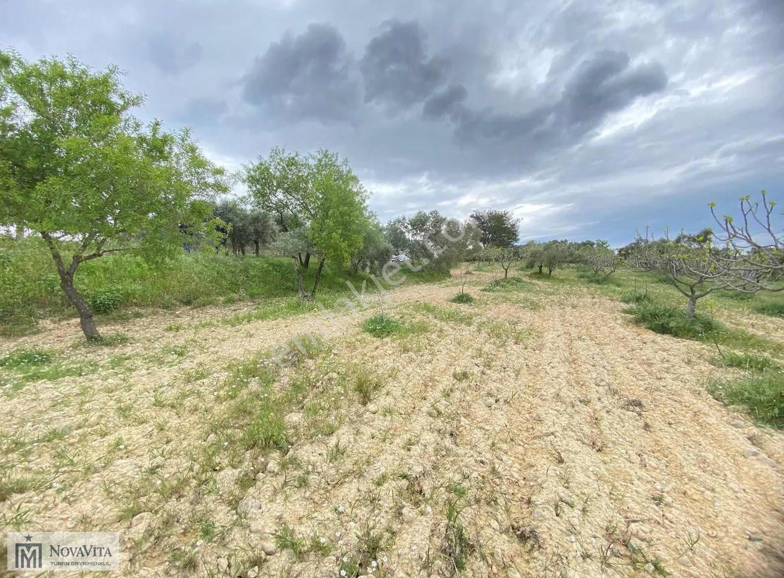 İzmir Buca Doğancılar Köyü 8500.m2 240 Ad. Ağaçlı Satılık Tarla - Görsel 5