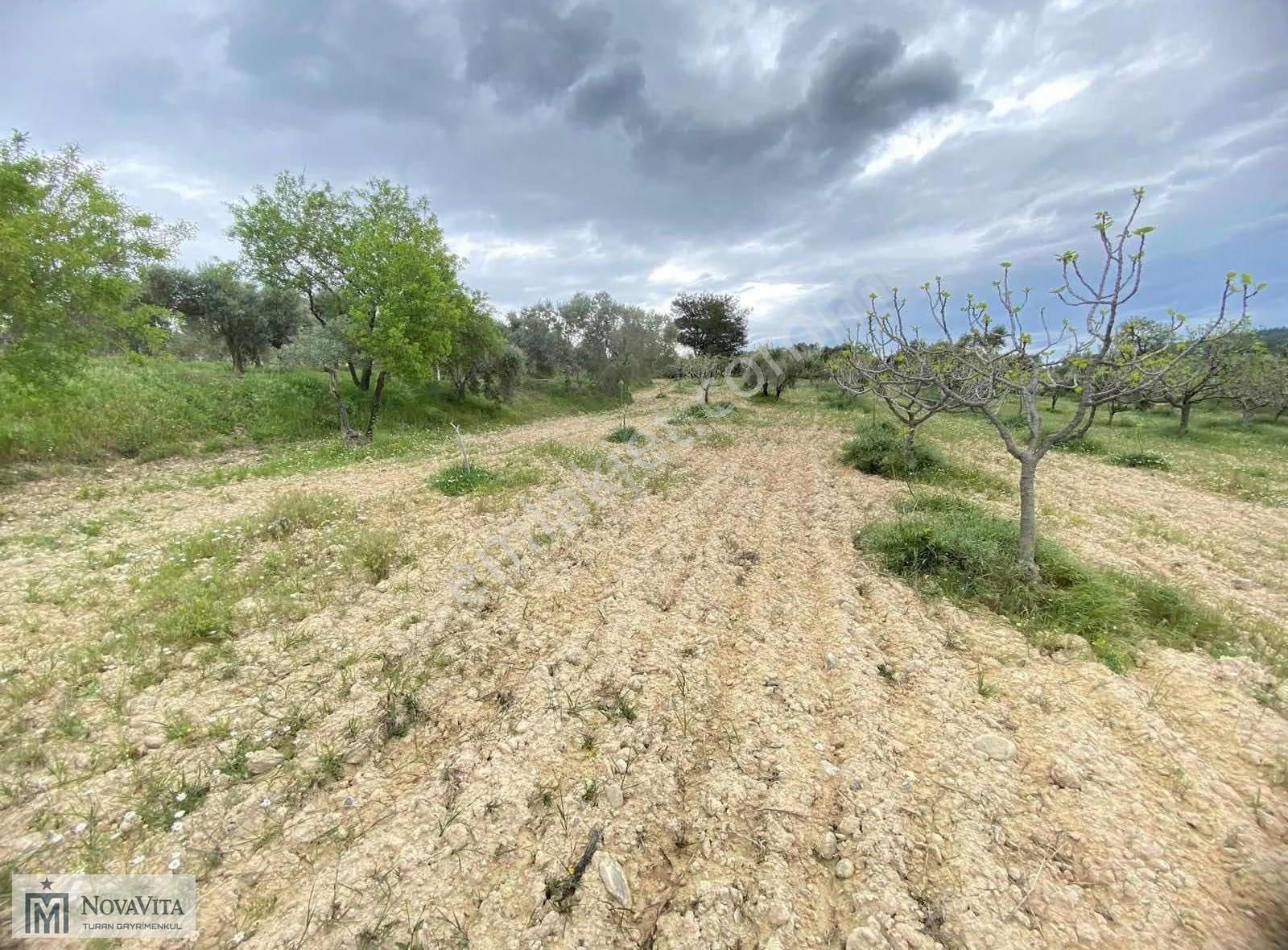 İzmir Buca Doğancılar Köyü 8500.m2 240 Ad. Ağaçlı Satılık Tarla - Görsel 8