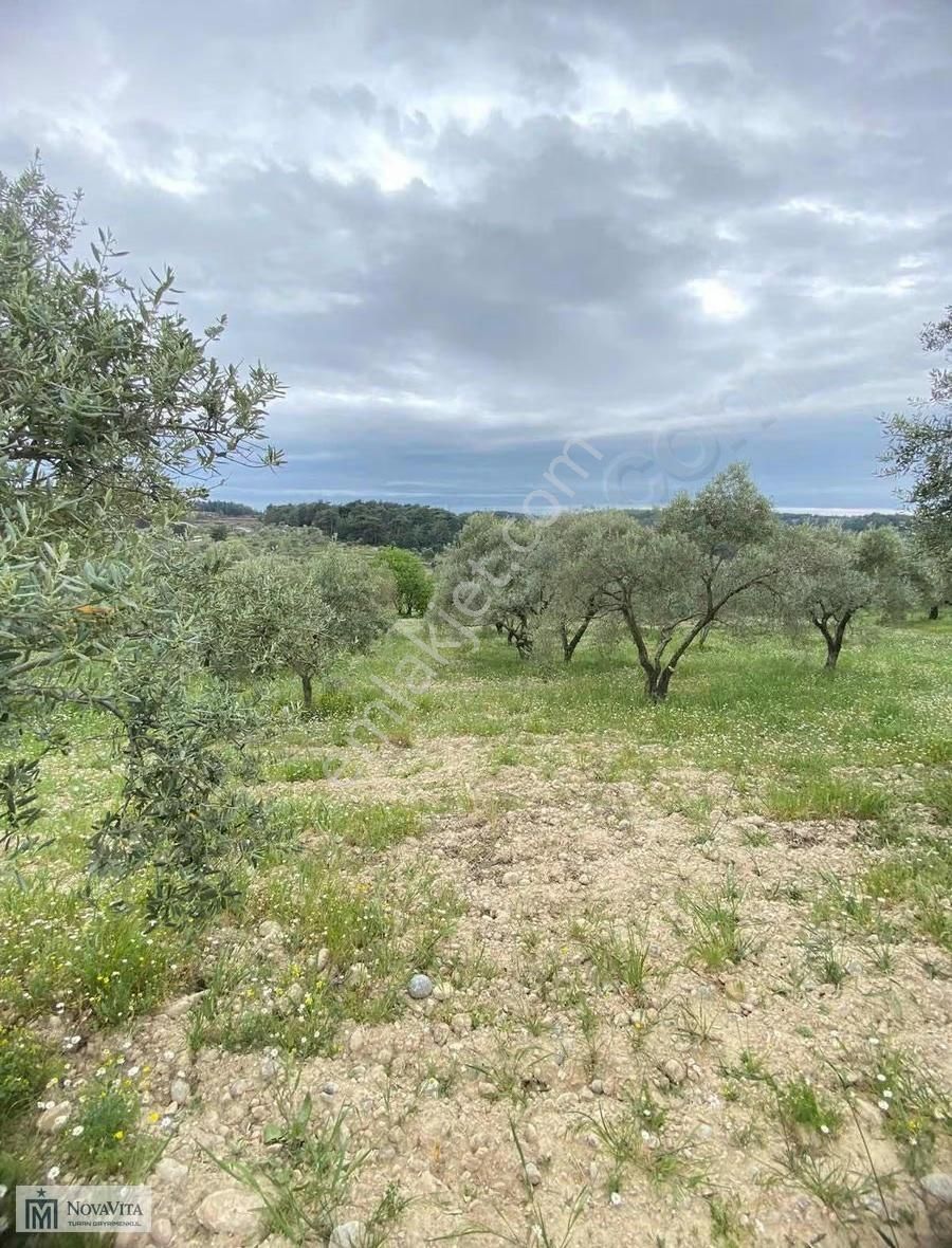 İzmir Buca Doğancılar Köyü 8500.m2 240 Ad. Ağaçlı Satılık Tarla - Görsel 27