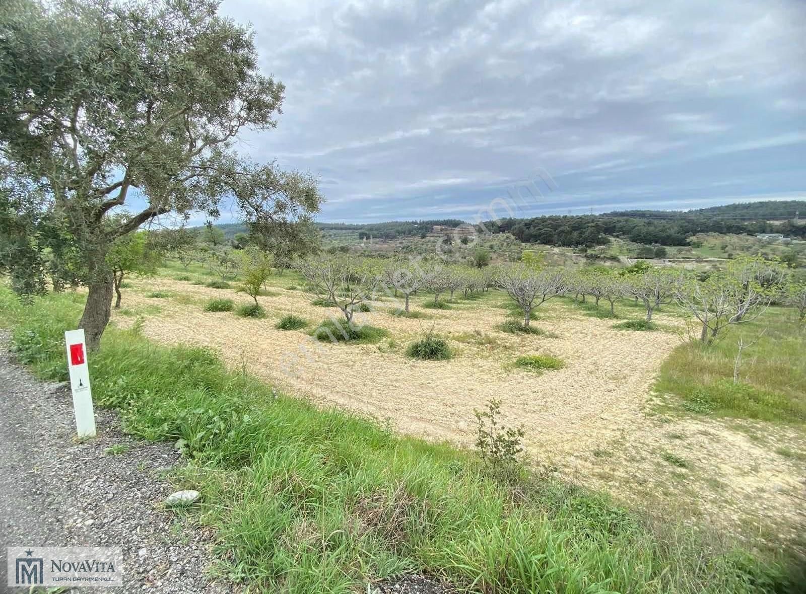 İzmir Buca Doğancılar Köyü 8500.m2 240 Ad. Ağaçlı Satılık Tarla - Görsel 29