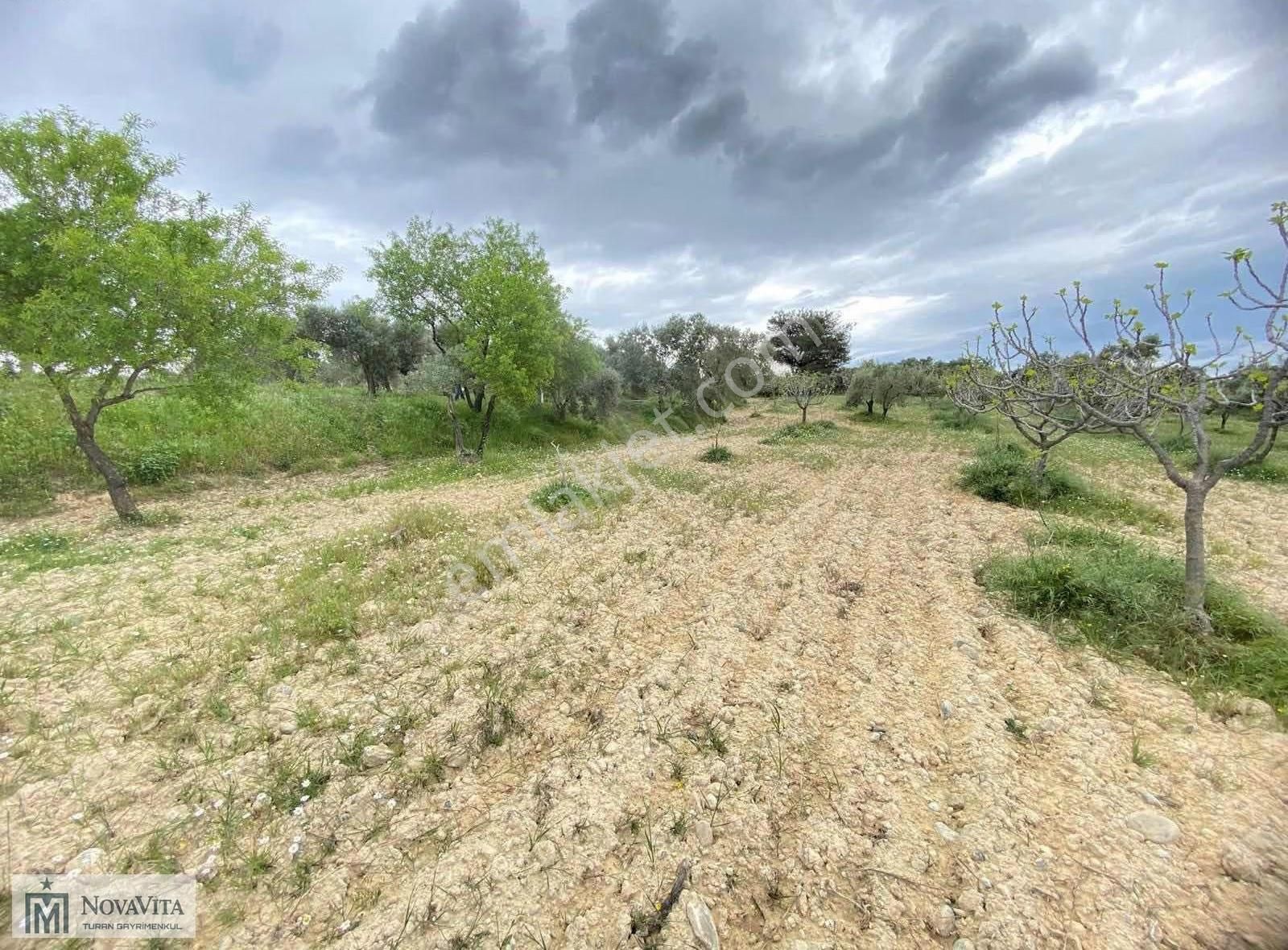 İzmir Buca Doğancılar Köyü 8500.m2 240 Ad. Ağaçlı Satılık Tarla - Görsel 20