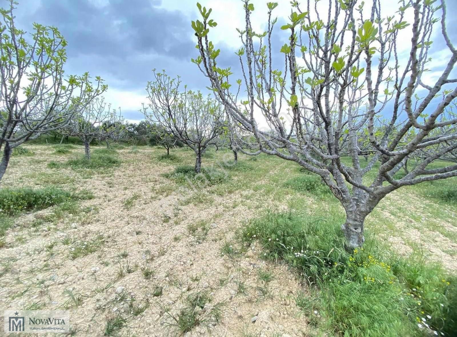 İzmir Buca Doğancılar Köyü 8500.m2 240 Ad. Ağaçlı Satılık Tarla - Görsel 18