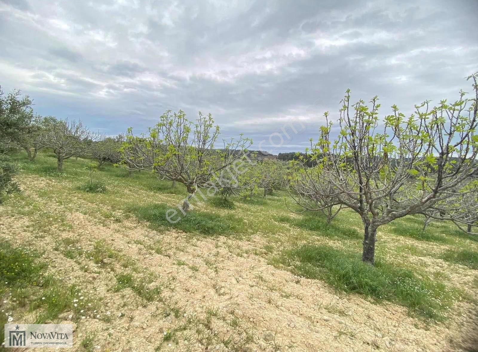 İzmir Buca Doğancılar Köyü 8500.m2 240 Ad. Ağaçlı Satılık Tarla - Görsel 2