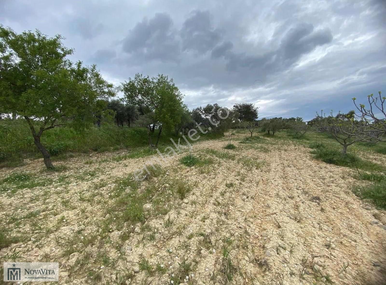 İzmir Buca Doğancılar Köyü 8500.m2 240 Ad. Ağaçlı Satılık Tarla - Görsel 22