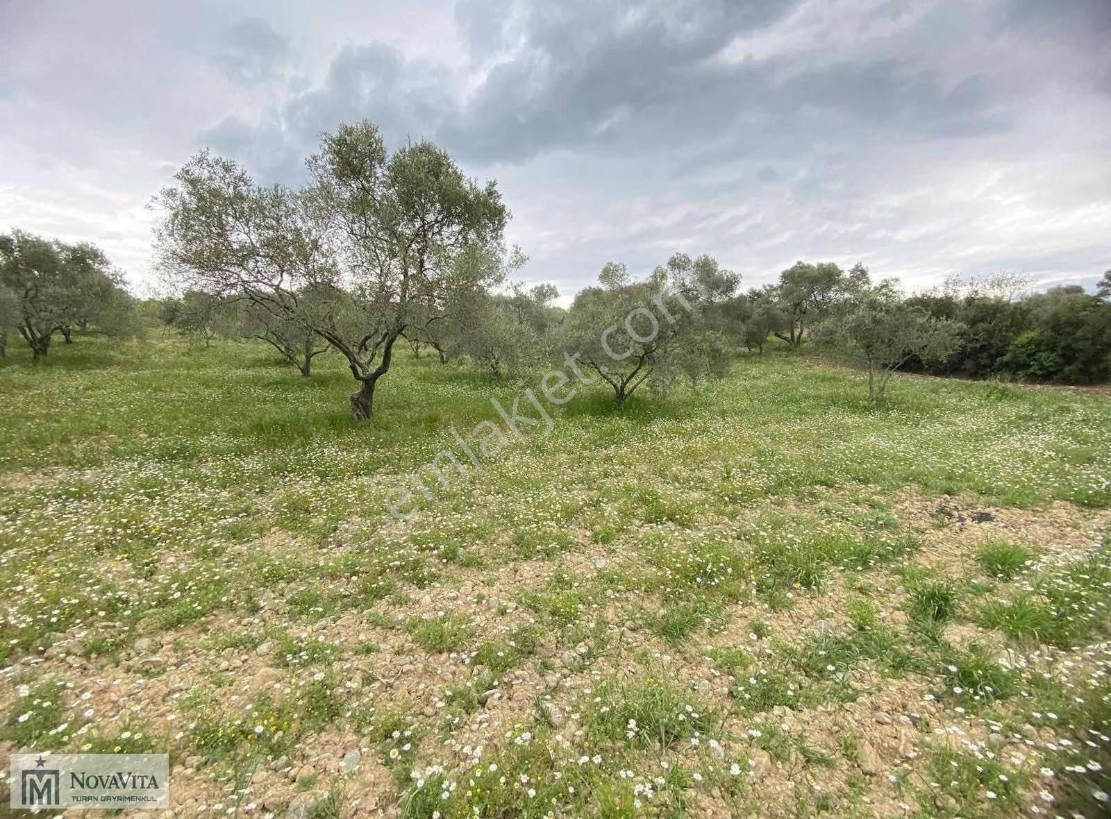 İzmir Buca Doğancılar Köyü 8500.m2 240 Ad. Ağaçlı Satılık Tarla - Görsel 31