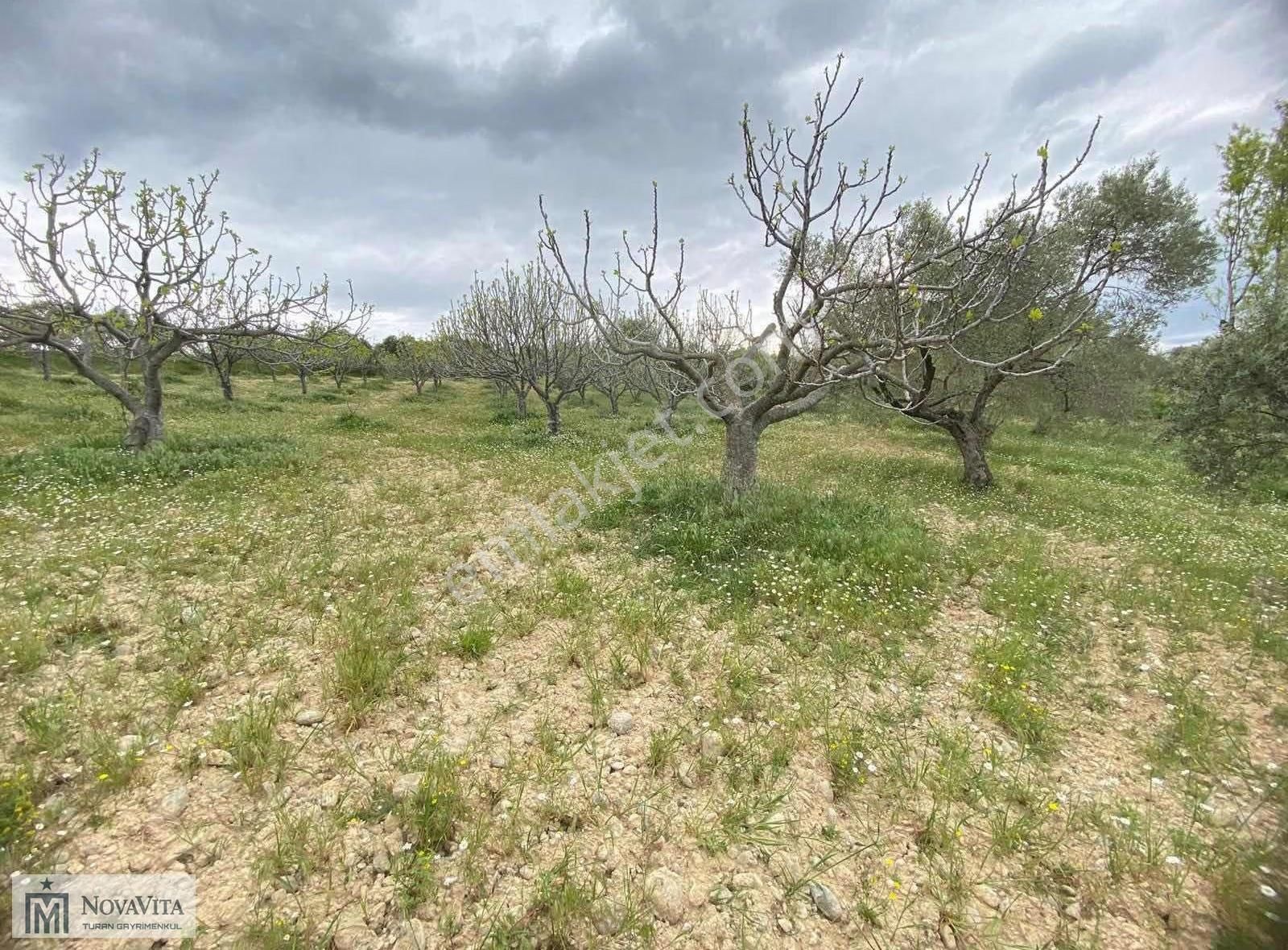 İzmir Buca Doğancılar Köyü 8500.m2 240 Ad. Ağaçlı Satılık Tarla - Görsel 3