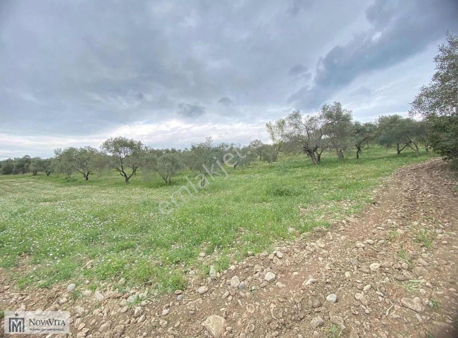 İzmir Buca Doğancılar Köyü 8500.m2 240 Ad. Ağaçlı Satılık Tarla - Görsel 24