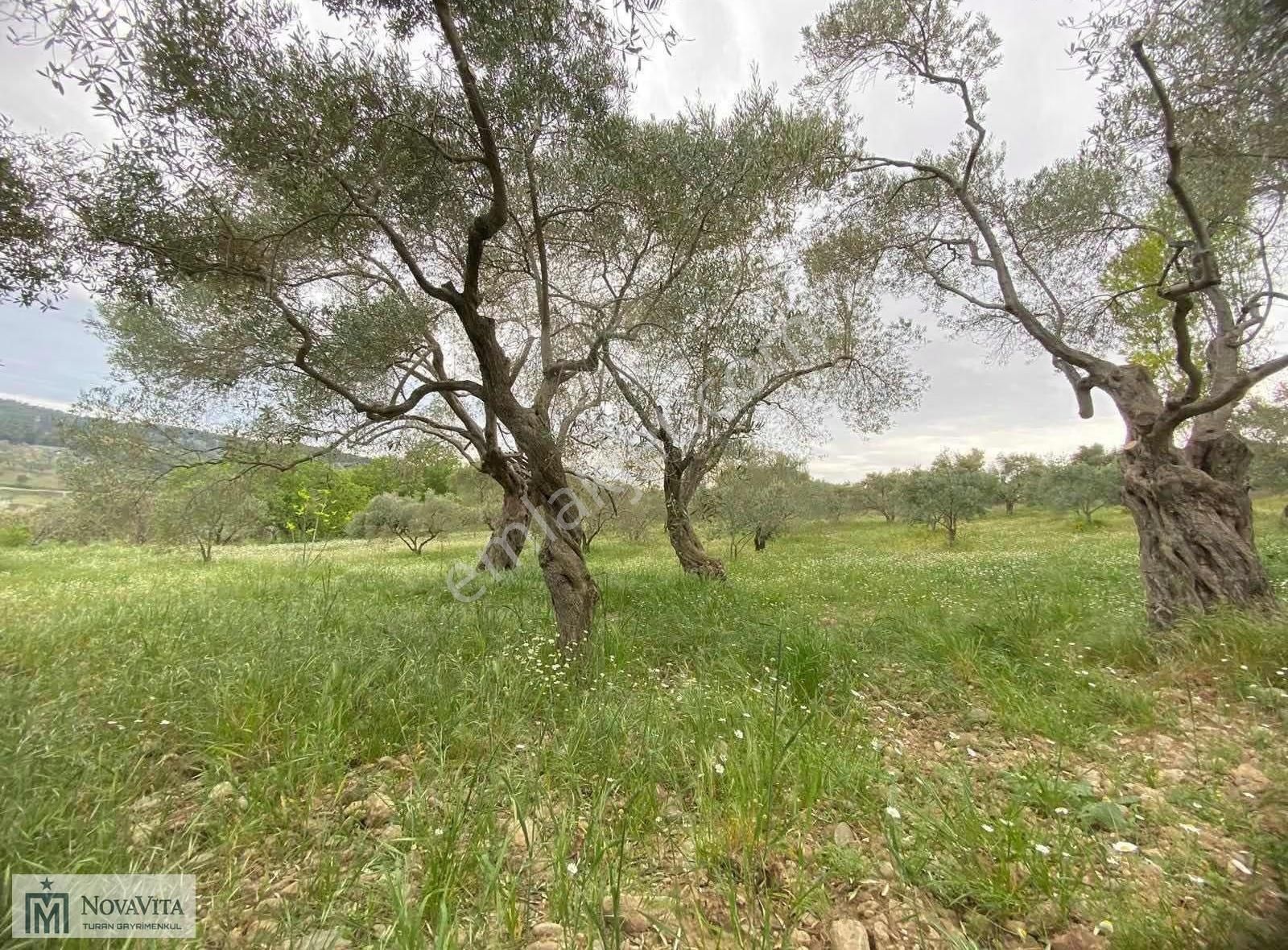 İzmir Buca Doğancılar Köyü 8500.m2 240 Ad. Ağaçlı Satılık Tarla - Görsel 10