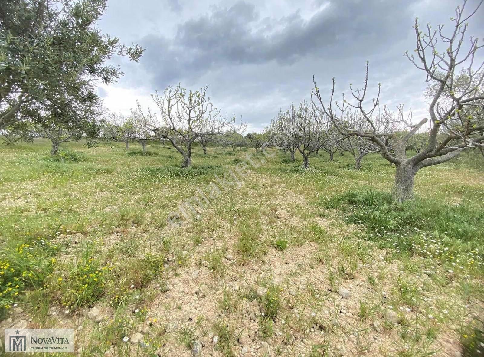 İzmir Buca Doğancılar Köyü 8500.m2 240 Ad. Ağaçlı Satılık Tarla - Görsel 19