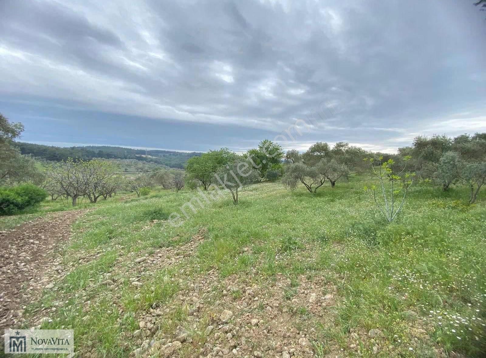 İzmir Buca Doğancılar Köyü 8500.m2 240 Ad. Ağaçlı Satılık Tarla - Görsel 17