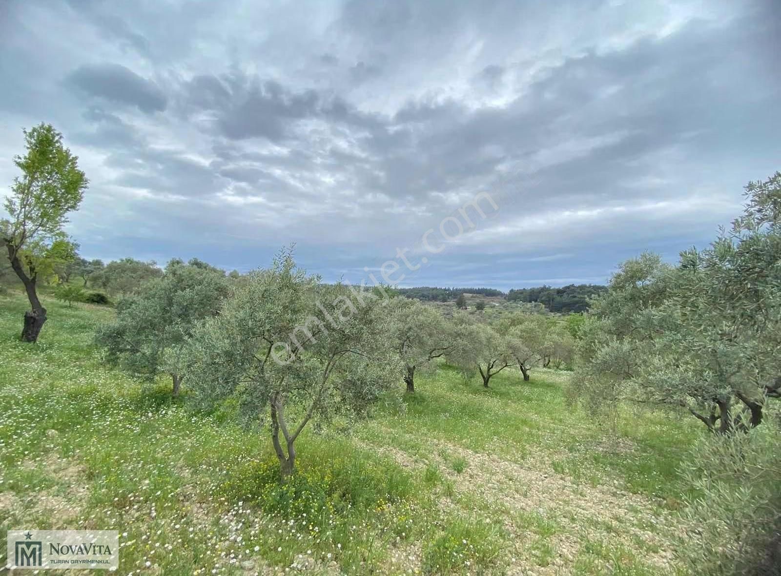 İzmir Buca Doğancılar Köyü 8500.m2 240 Ad. Ağaçlı Satılık Tarla - Görsel 15