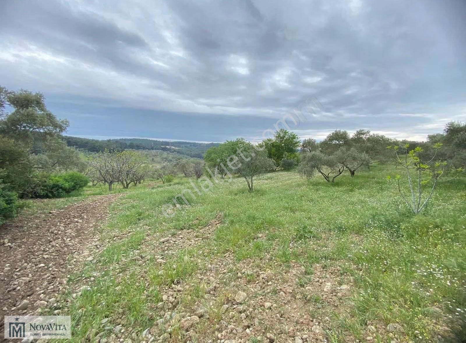 İzmir Buca Doğancılar Köyü 8500.m2 240 Ad. Ağaçlı Satılık Tarla - Görsel 21