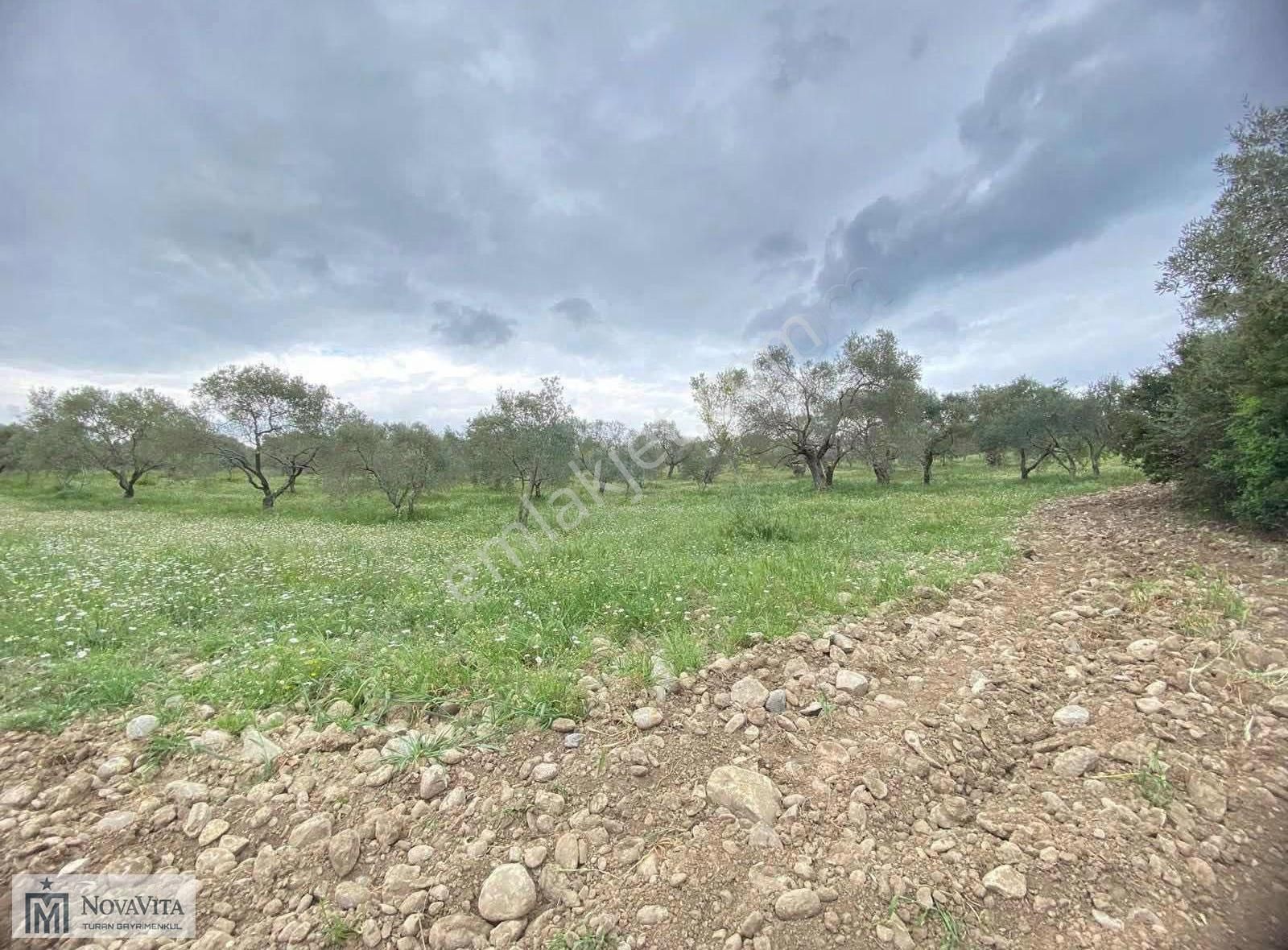 İzmir Buca Doğancılar Köyü 8500.m2 240 Ad. Ağaçlı Satılık Tarla - Görsel 32