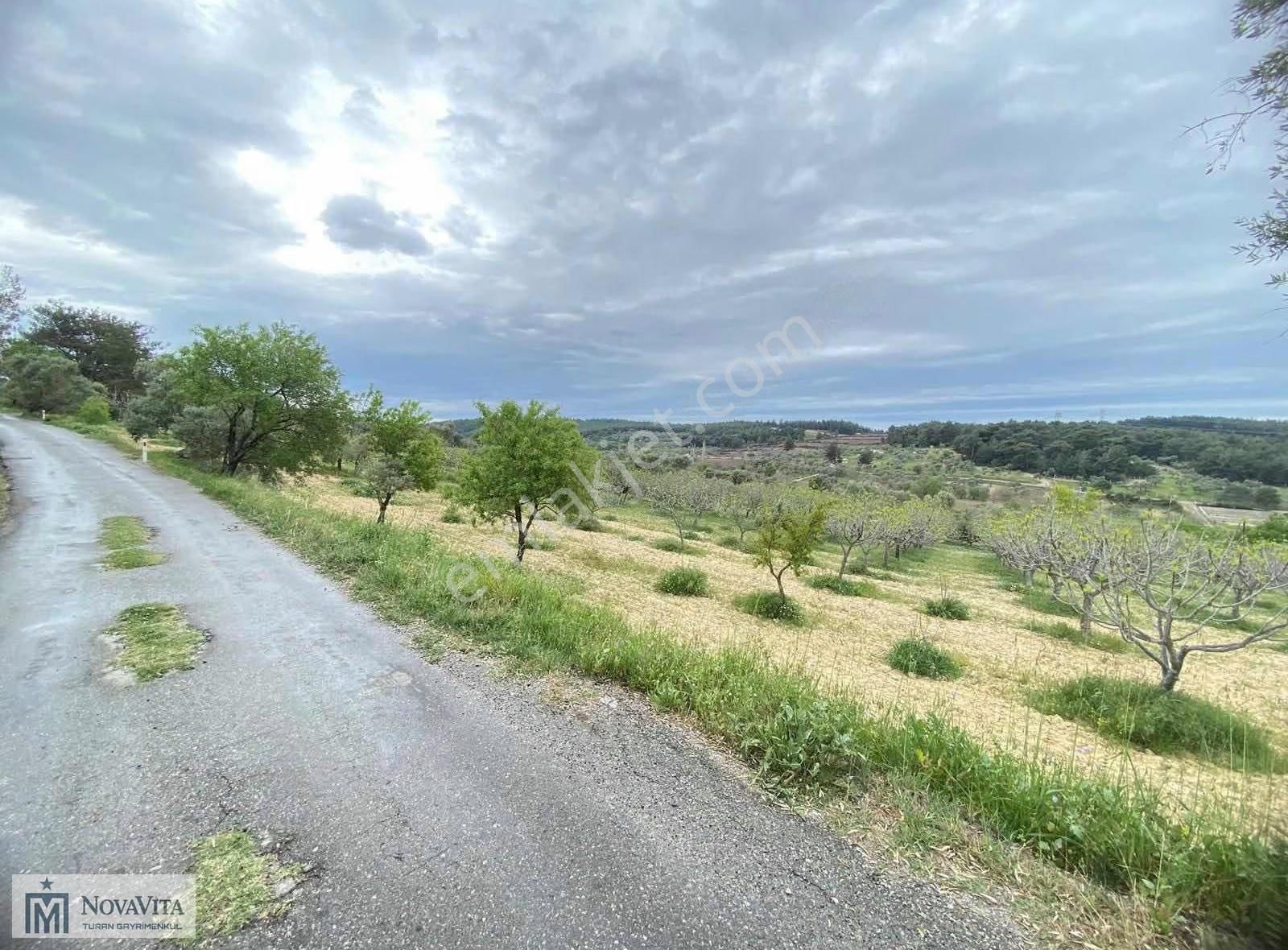 İzmir Buca Doğancılar Köyü 8500.m2 240 Ad. Ağaçlı Satılık Tarla - Görsel 11