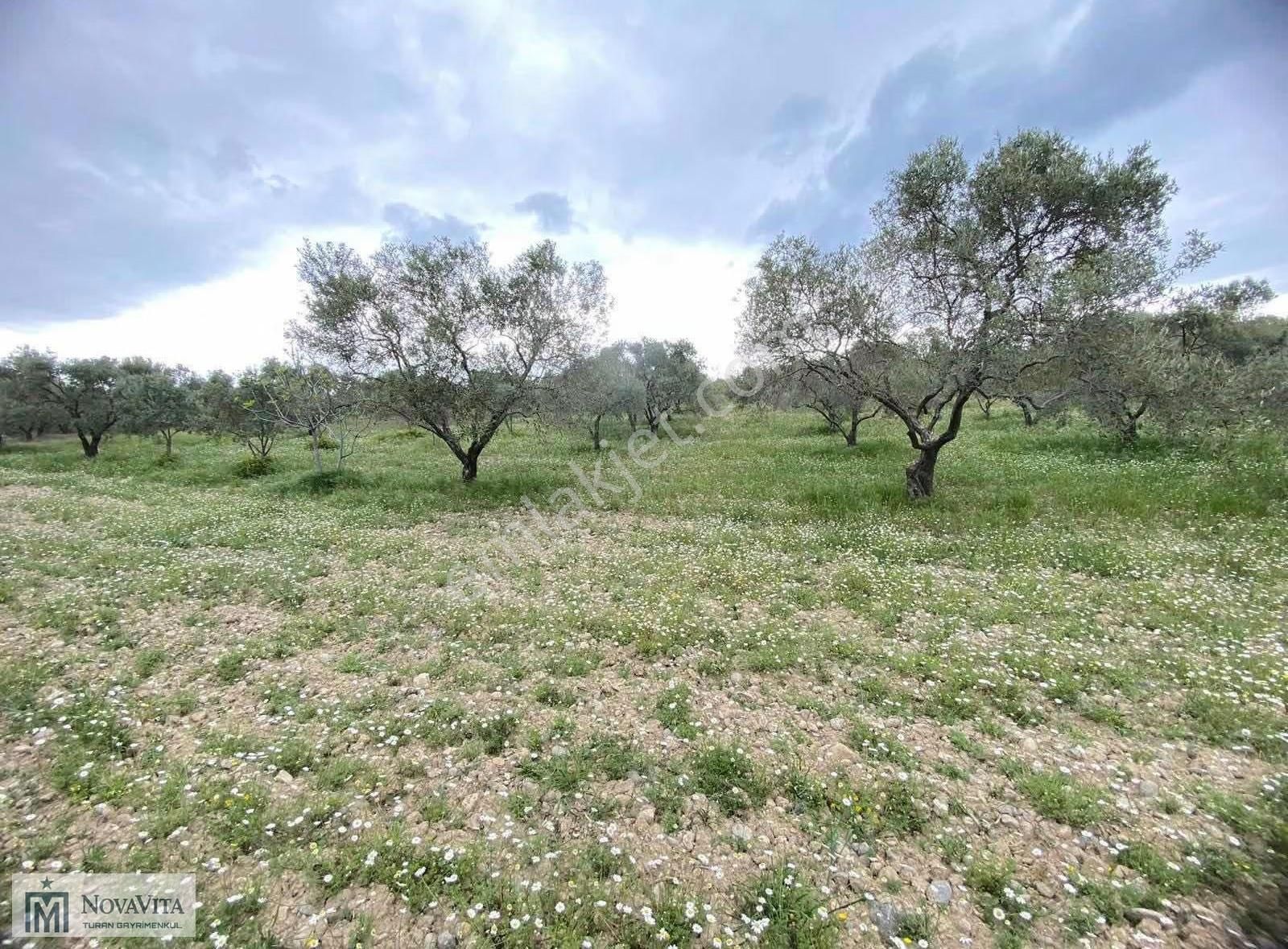 İzmir Buca Doğancılar Köyü 8500.m2 240 Ad. Ağaçlı Satılık Tarla - Görsel 28