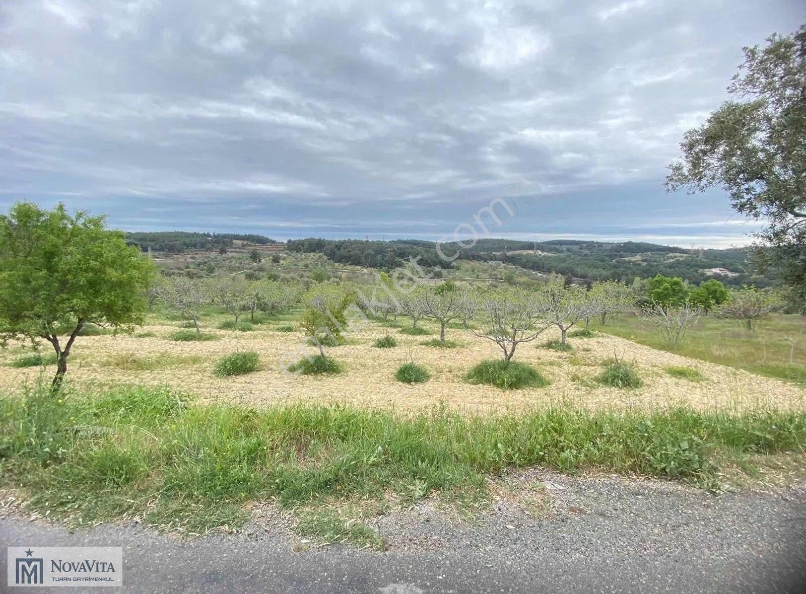 İzmir Buca Doğancılar Köyü 8500.m2 240 Ad. Ağaçlı Satılık Tarla - Görsel 13