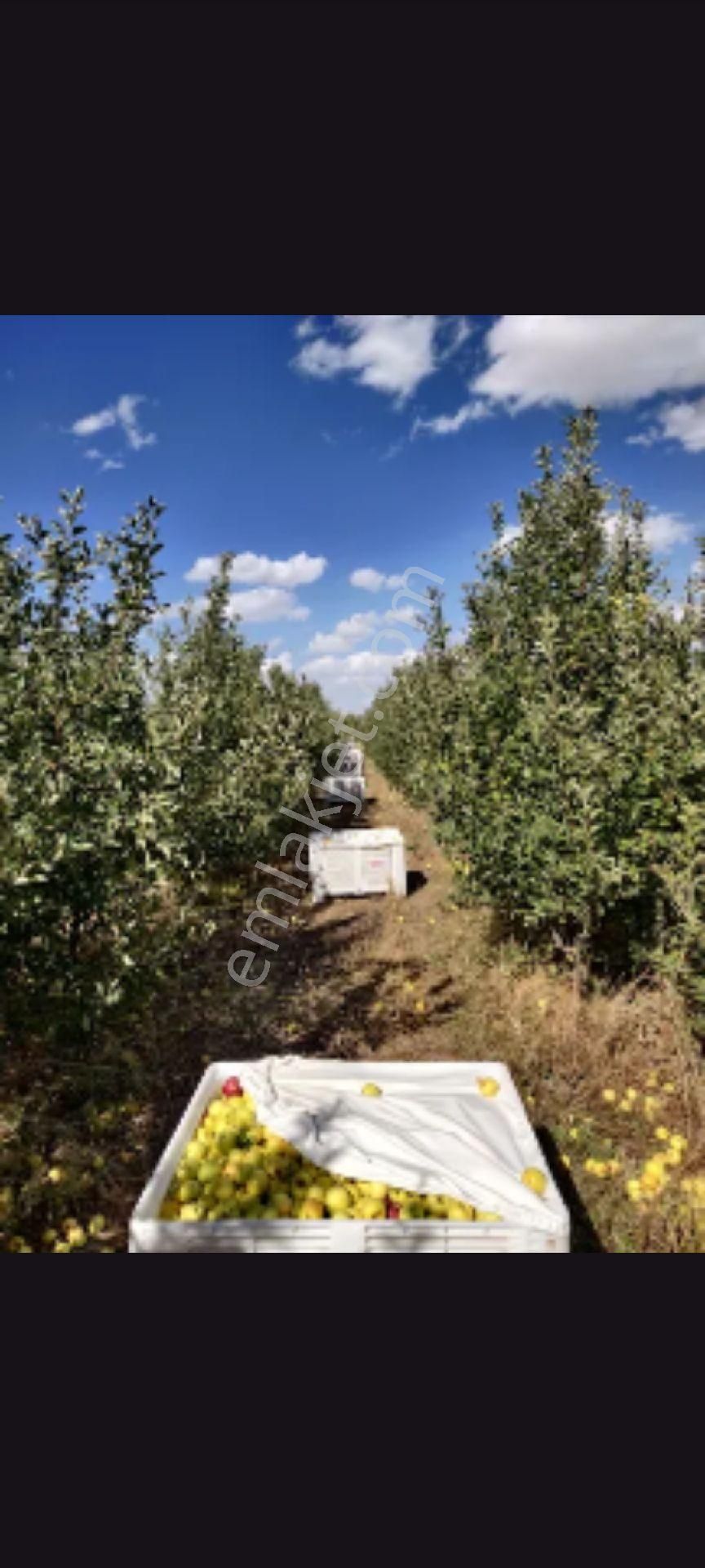 Kaçmaz Emlaktan Yeşilhisarda Elma Bahçesi Açıklamayi Oku - Görsel 16