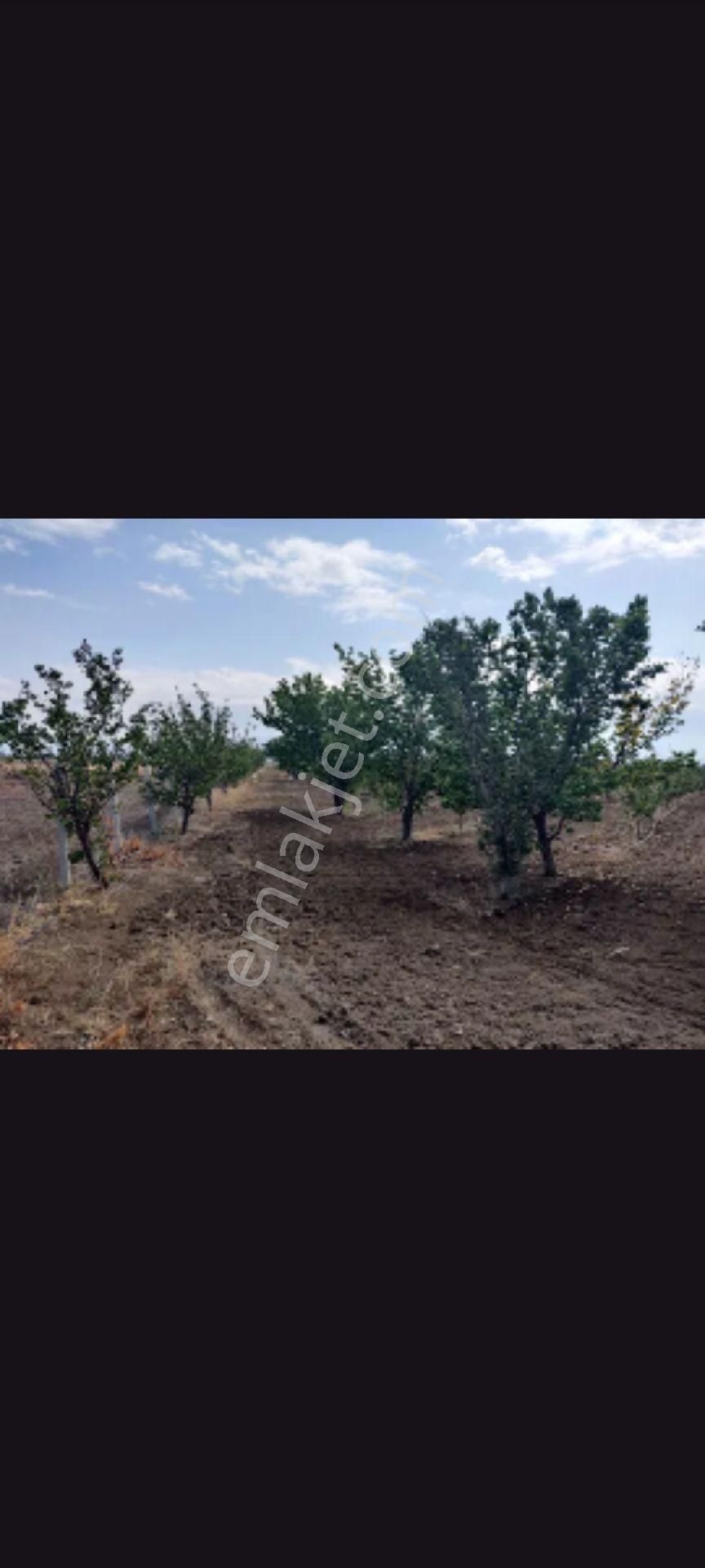 Kaçmaz Emlaktan Yeşilhisarda Elma Bahçesi Açıklamayi Oku - Görsel 10