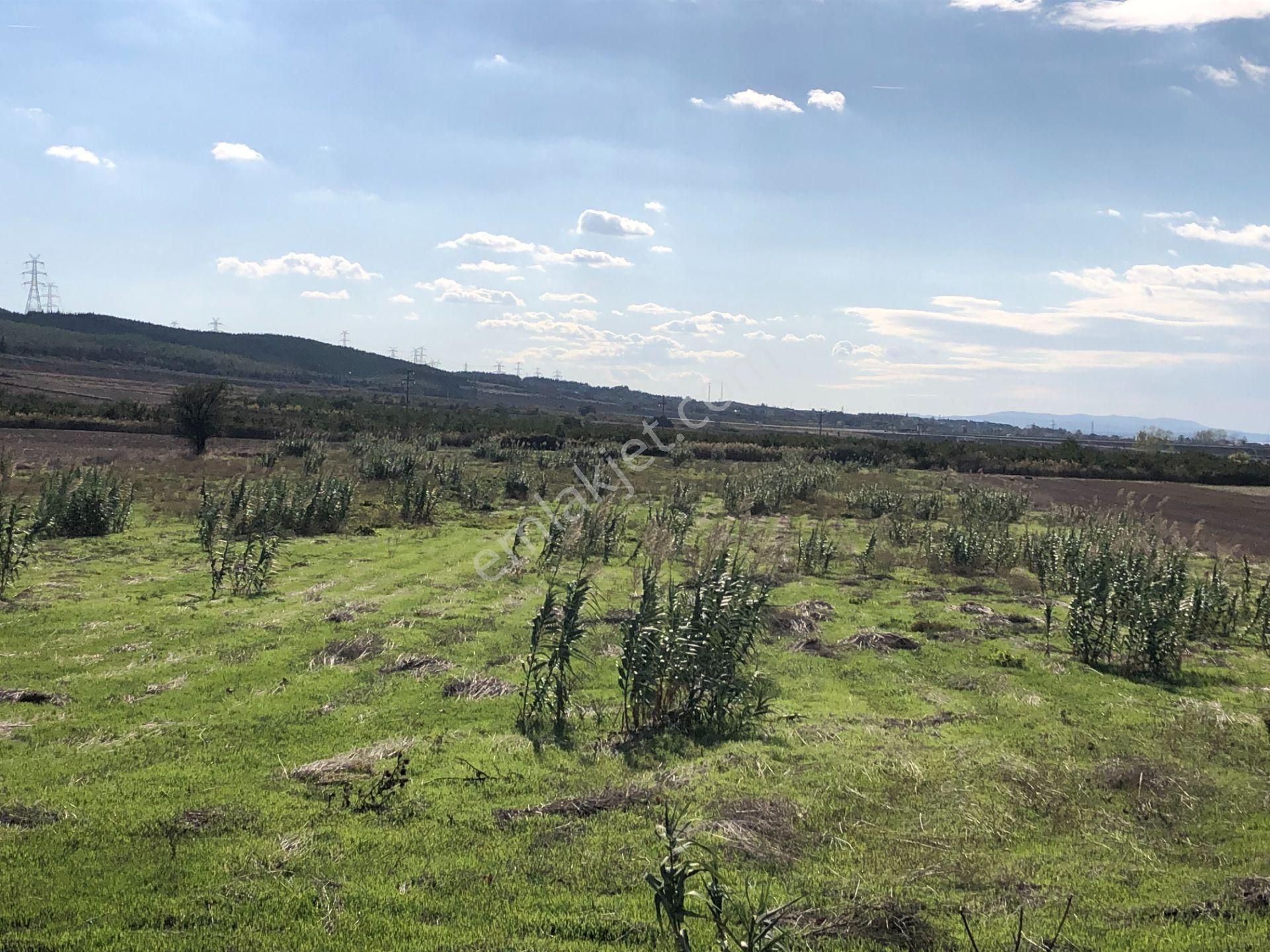 Şarköy De Işık Emlaktan Gelibolu Kavak Mah De 30200 M2 Üç Parca Tarla - Görsel 9