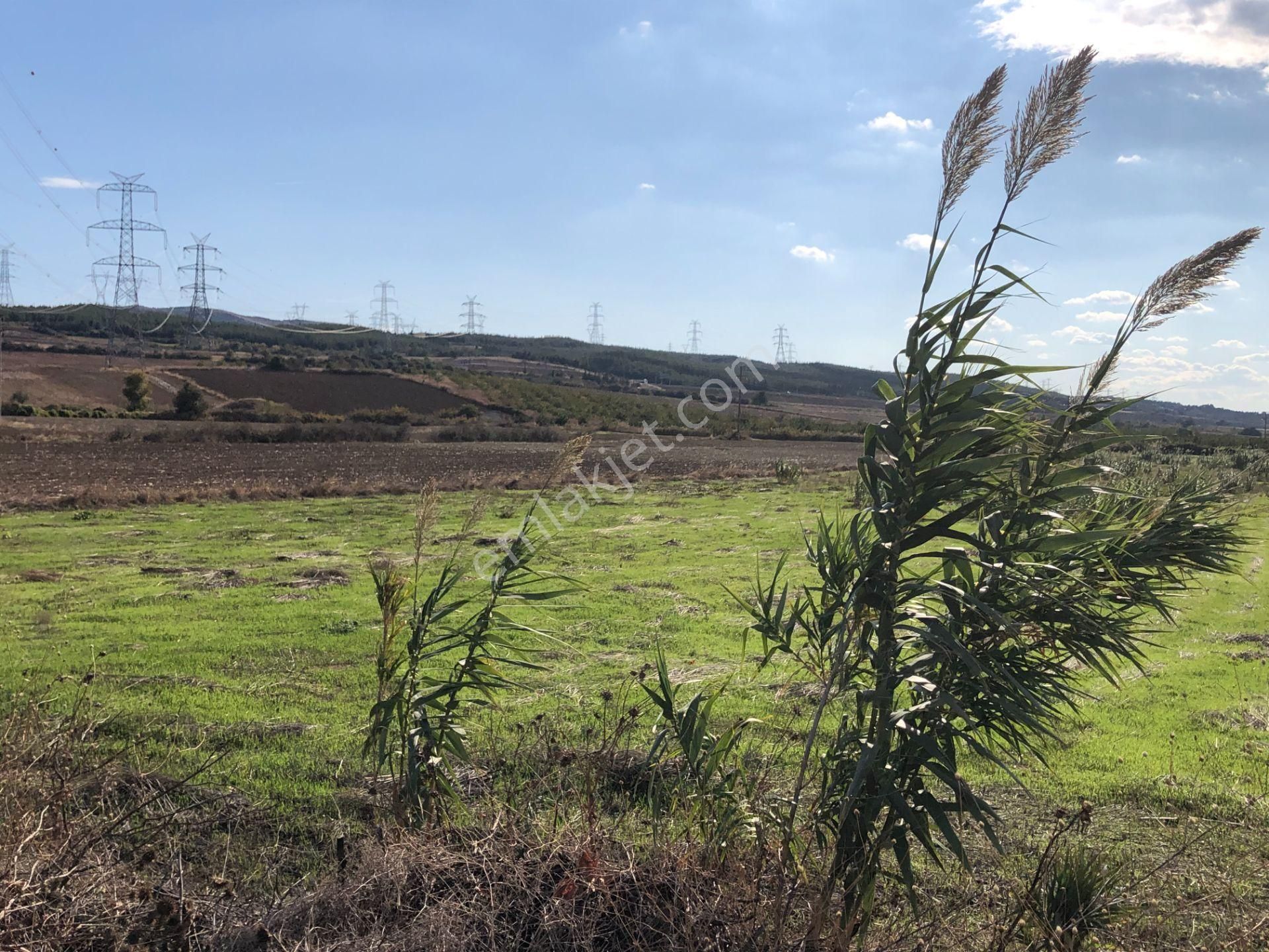 Şarköy De Işık Emlaktan Gelibolu Kavak Mah De 30200 M2 Üç Parca Tarla - Görsel 6