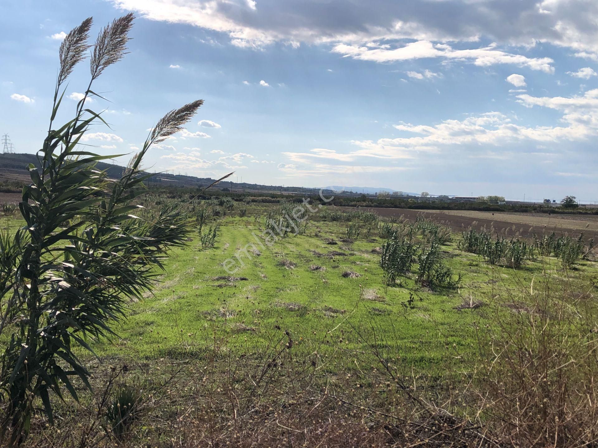 Şarköy De Işık Emlaktan Gelibolu Kavak Mah De 30200 M2 Üç Parca Tarla - Görsel 4