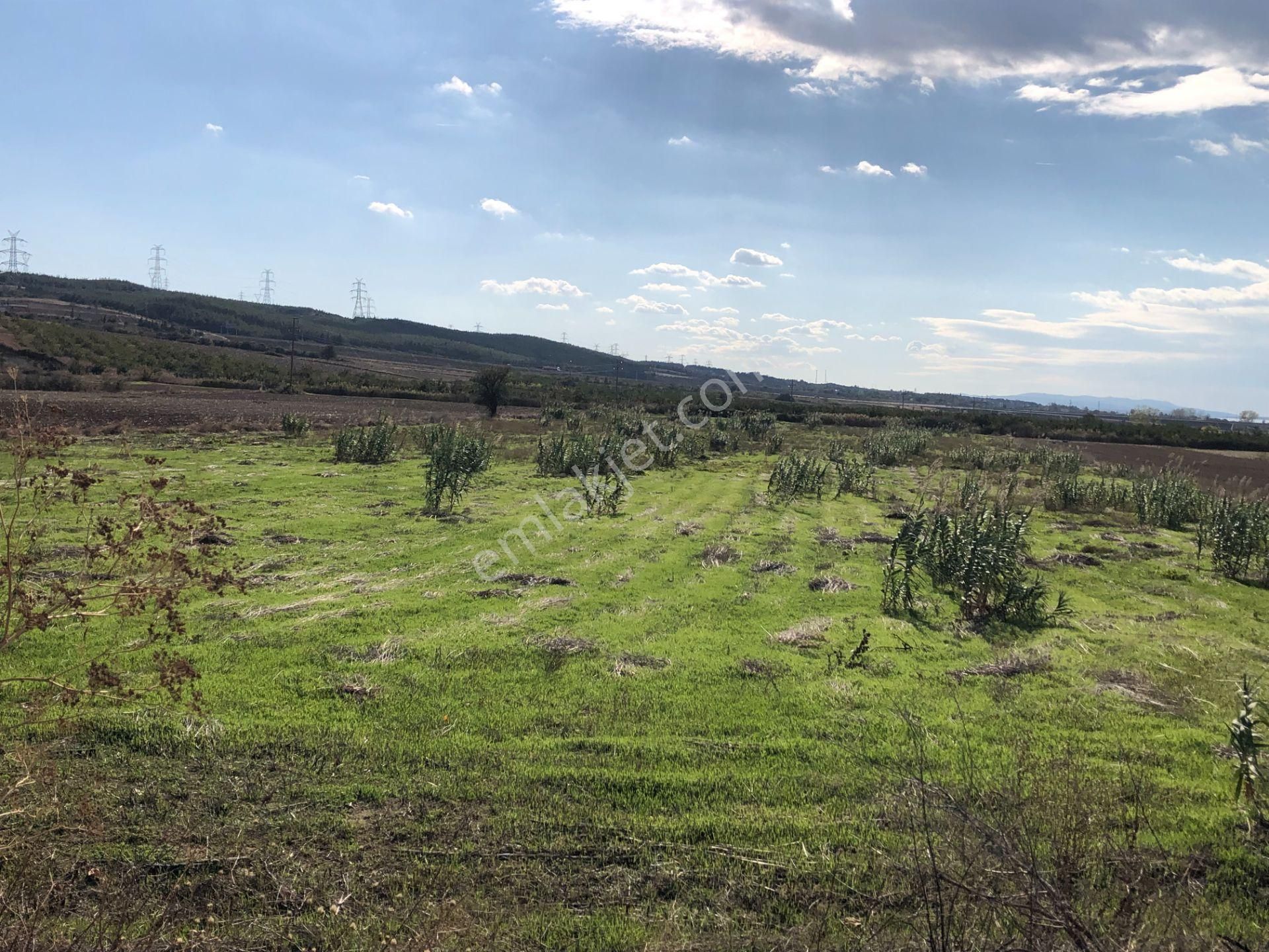 Şarköy De Işık Emlaktan Gelibolu Kavak Mah De 30200 M2 Üç Parca Tarla - Görsel 5