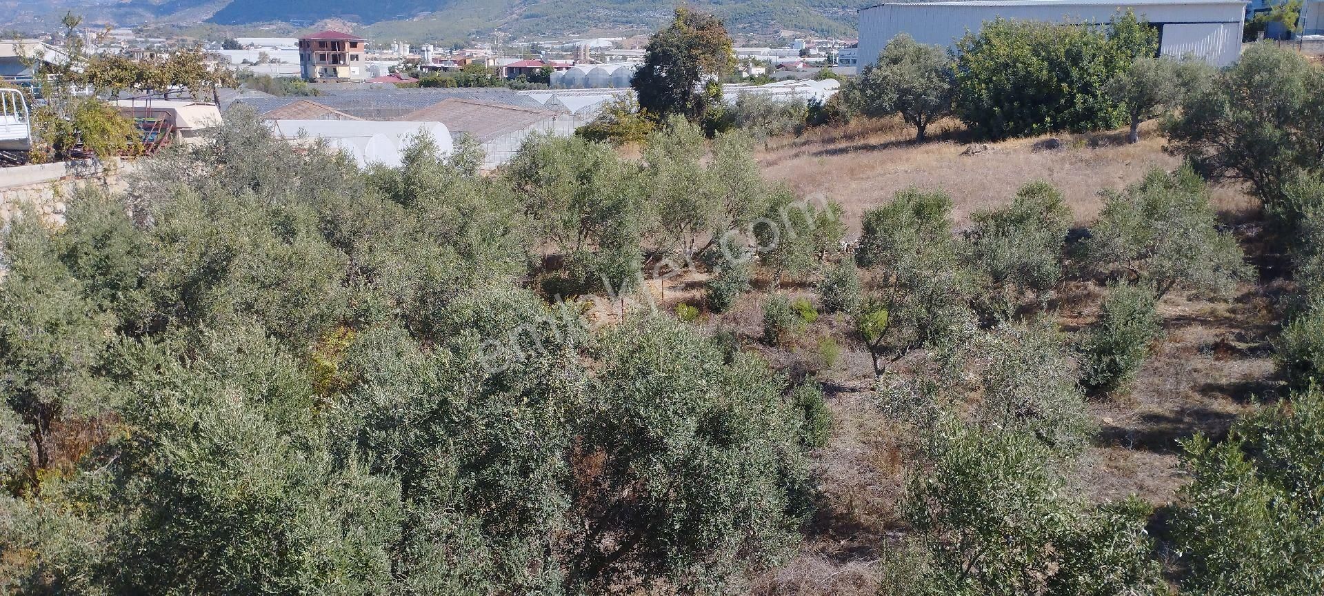 Gazipaşa D 400 Yol Üstü Avm Karşı Satılık - Görsel 8