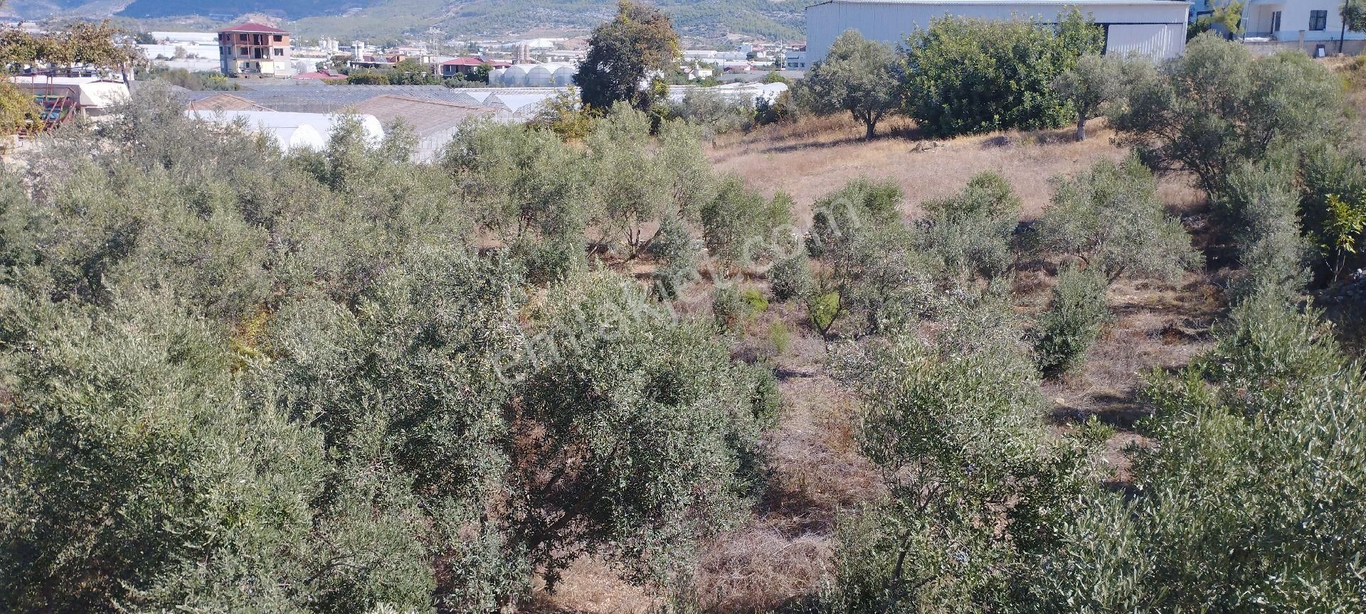 Gazipaşa D 400 Yol Üstü Avm Karşı Satılık - Görsel 7