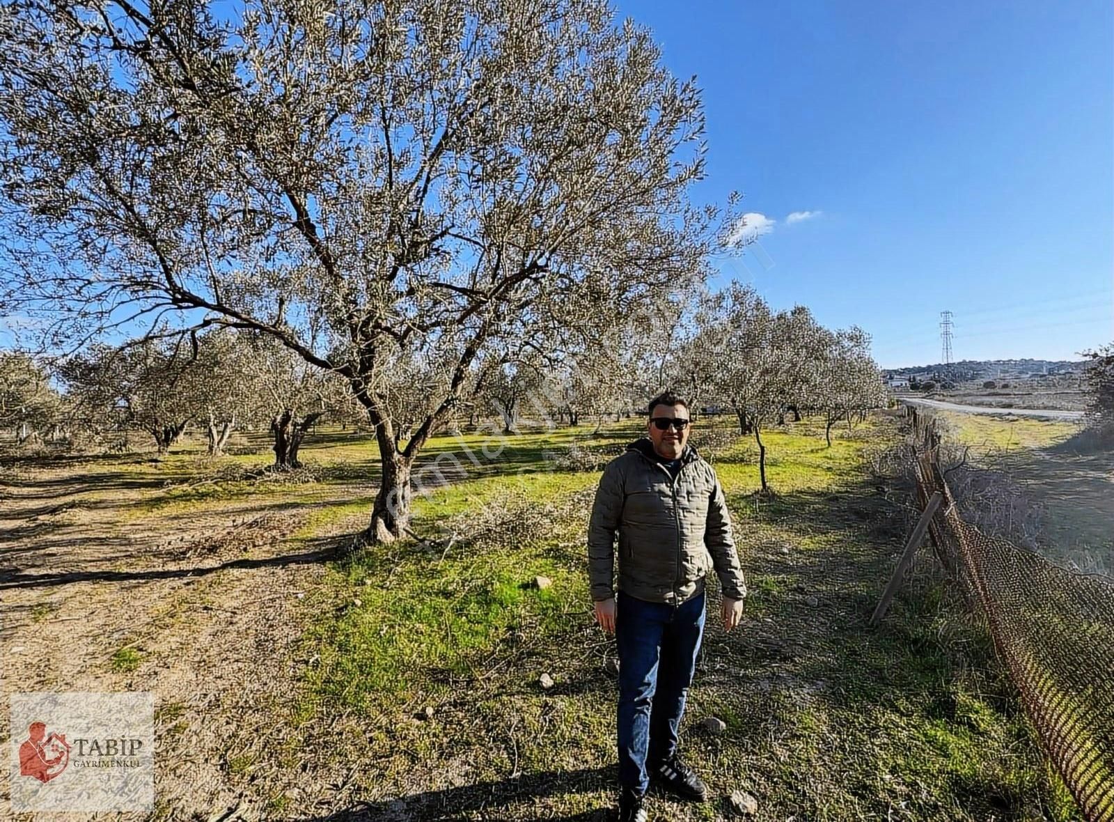 İzmir Dikili 18 Dönüm Yola Cepheli - Görsel 4