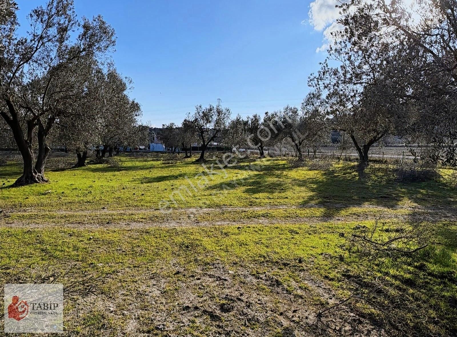 İzmir Dikili 18 Dönüm Yola Cepheli - Görsel 8