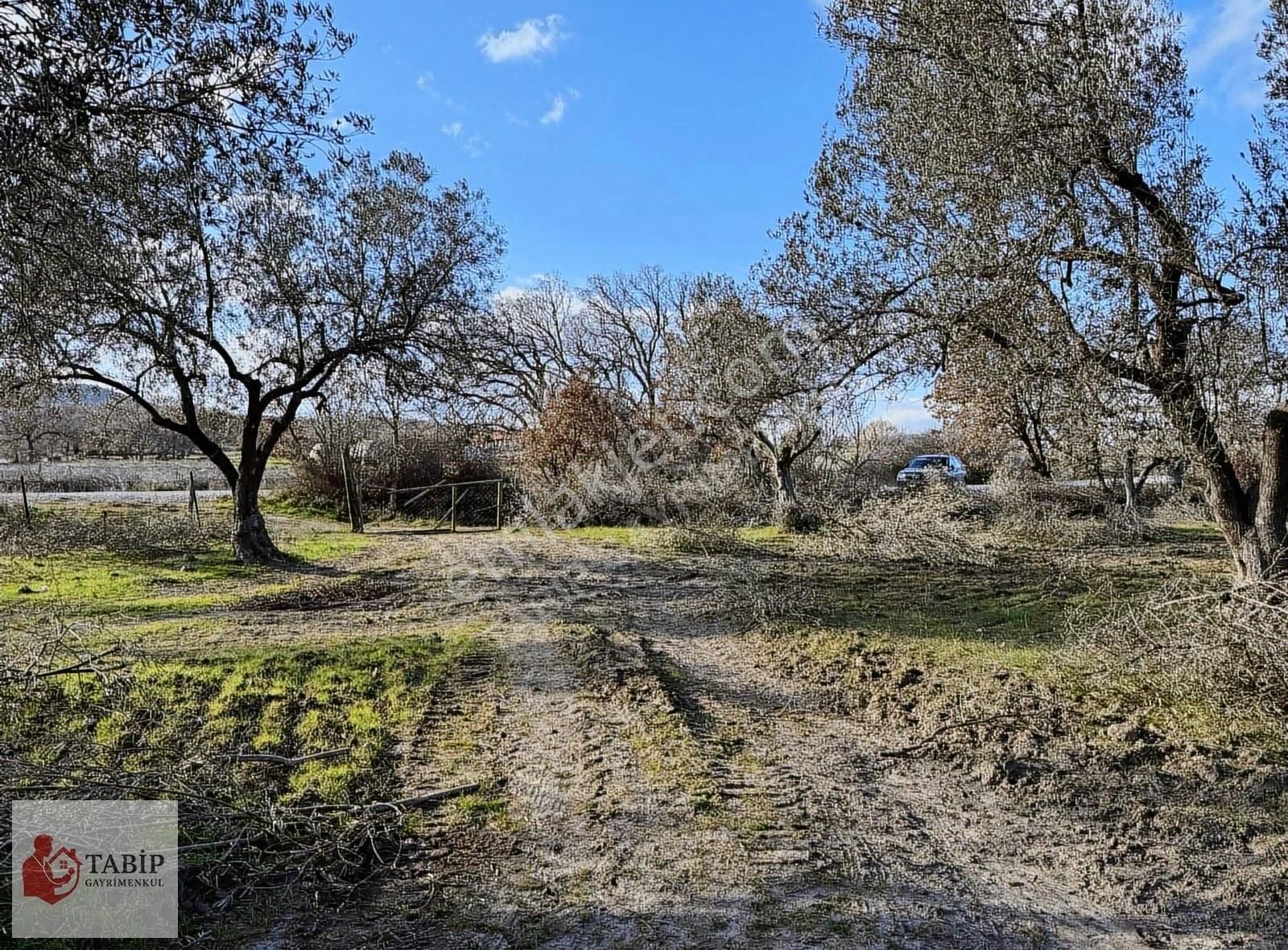 İzmir Dikili 18 Dönüm Yola Cepheli - Görsel 9