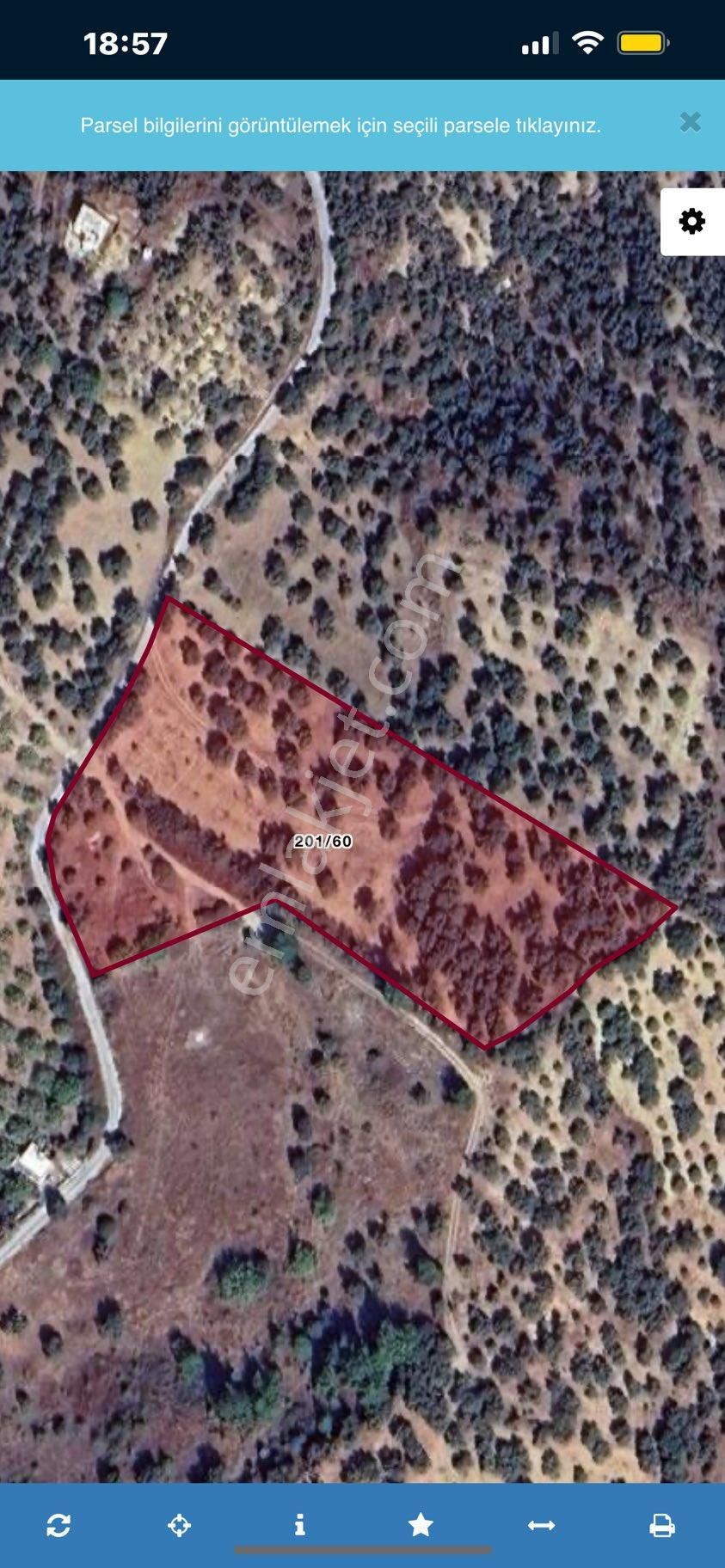 Kemalpaşa Vişneli Mahallesi Söğütözü Mevkii Satılık Zeytinlik - Görsel 3