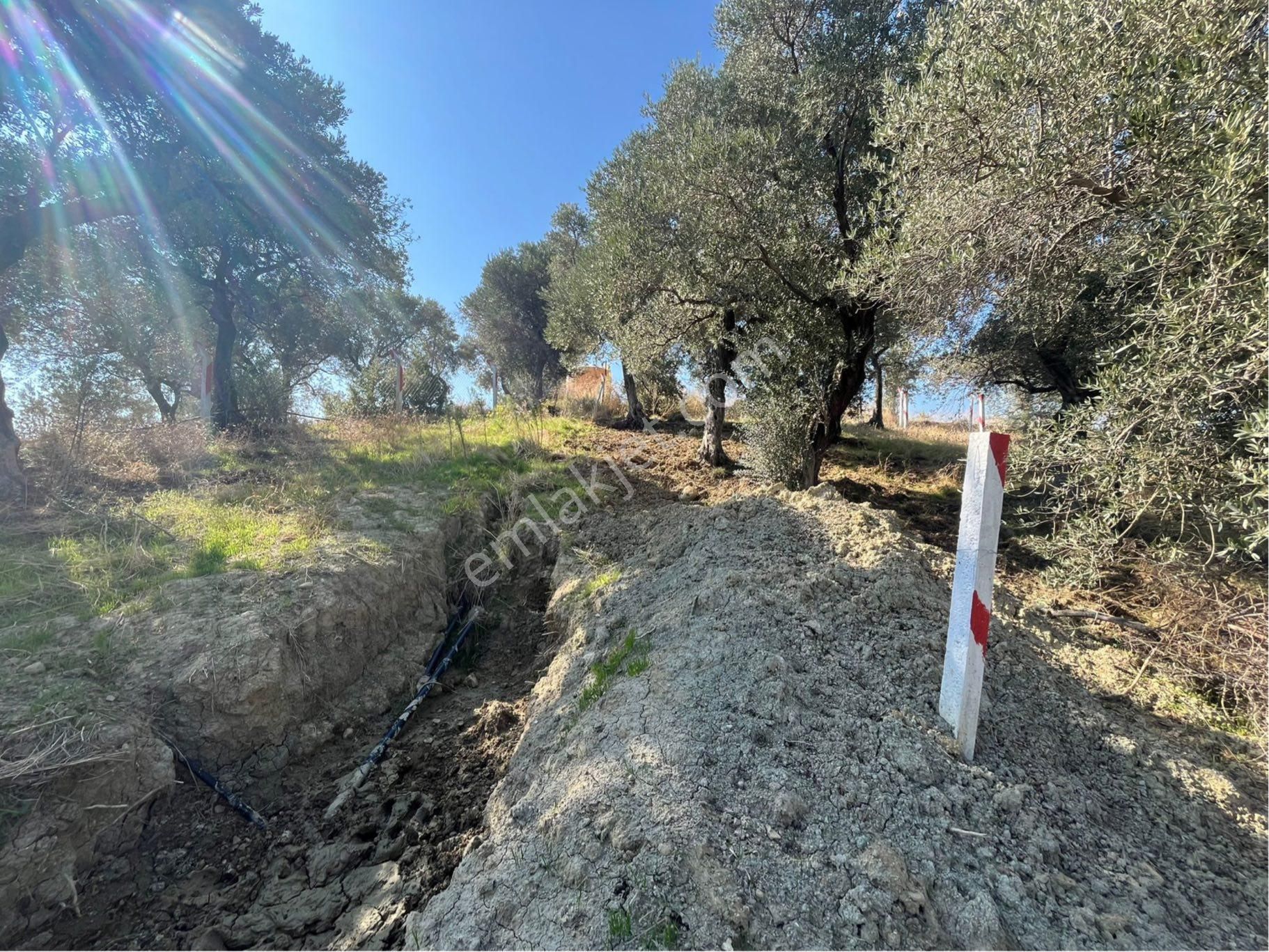 Kemalpaşa Vişneli Mahallesi Söğütözü Mevkii Satılık Zeytinlik - Görsel 7