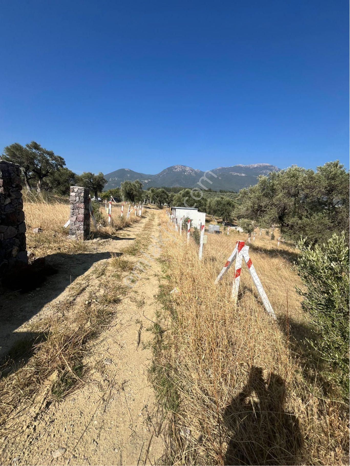 Kemalpaşa Vişneli Mahallesi Söğütözü Mevkii Satılık Zeytinlik - Görsel 22